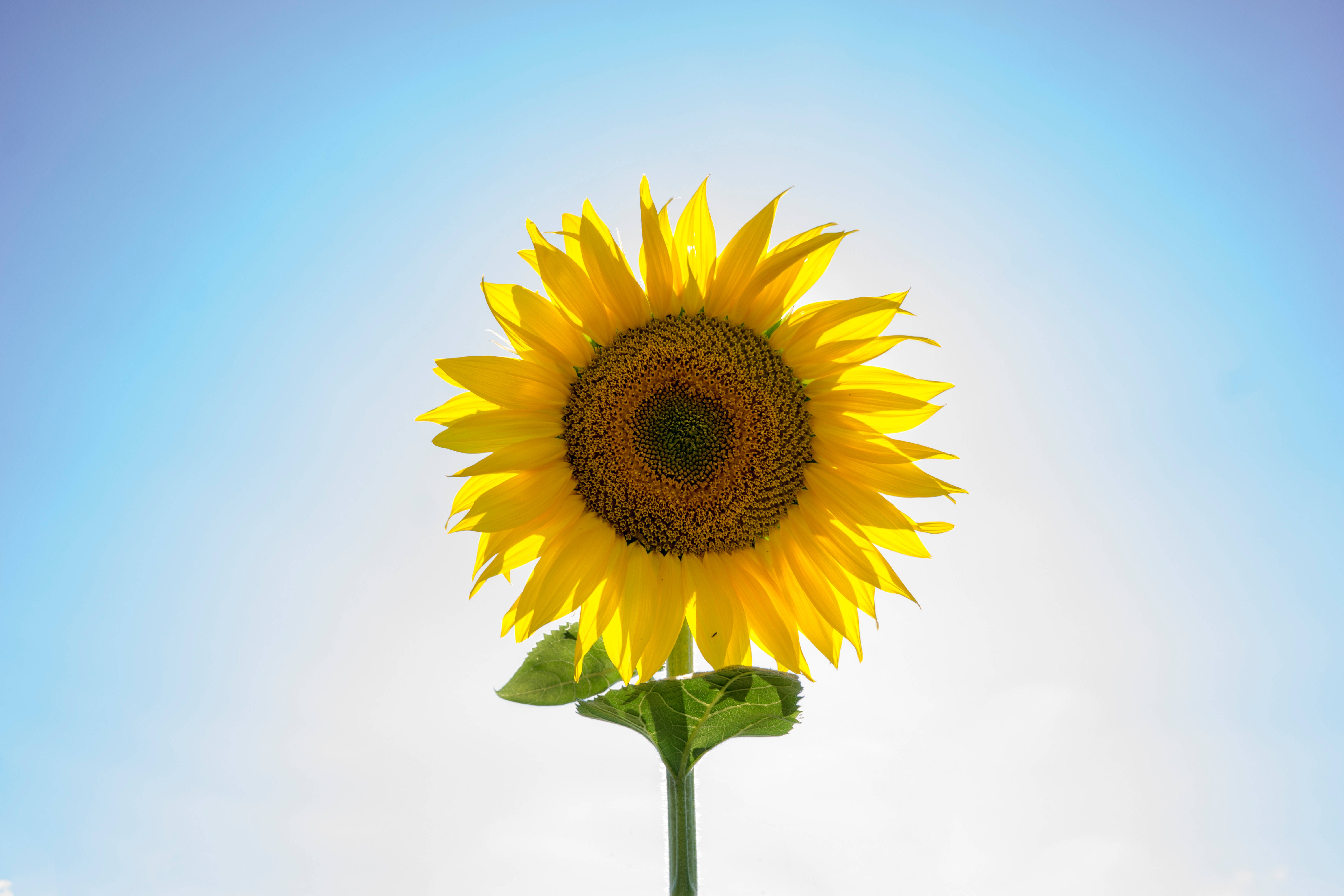 Gianteng Sunflower Sa Isang Maaraw na Araw Wallpaper