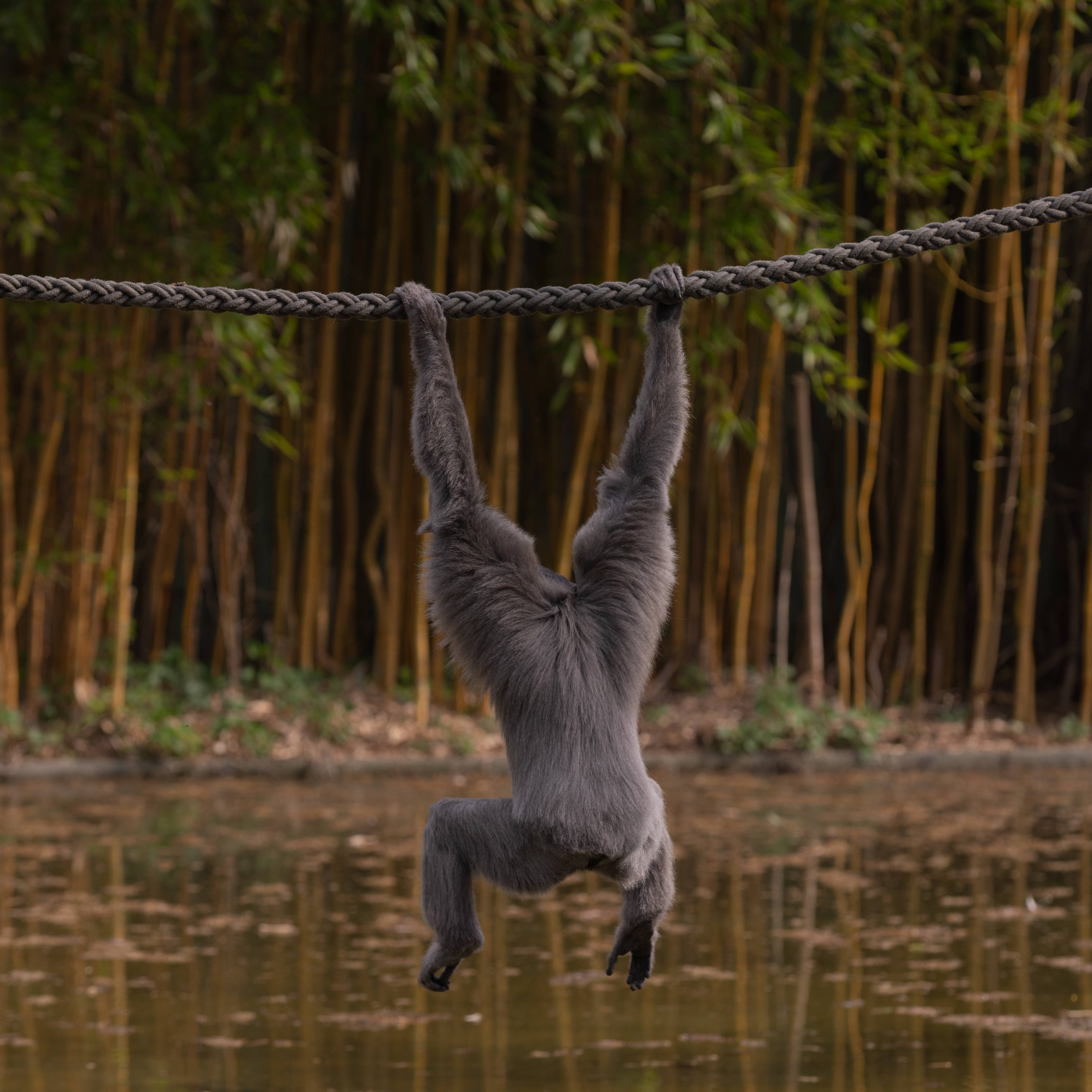 Gibbon sa Ibabaw ng Tubig Wallpaper