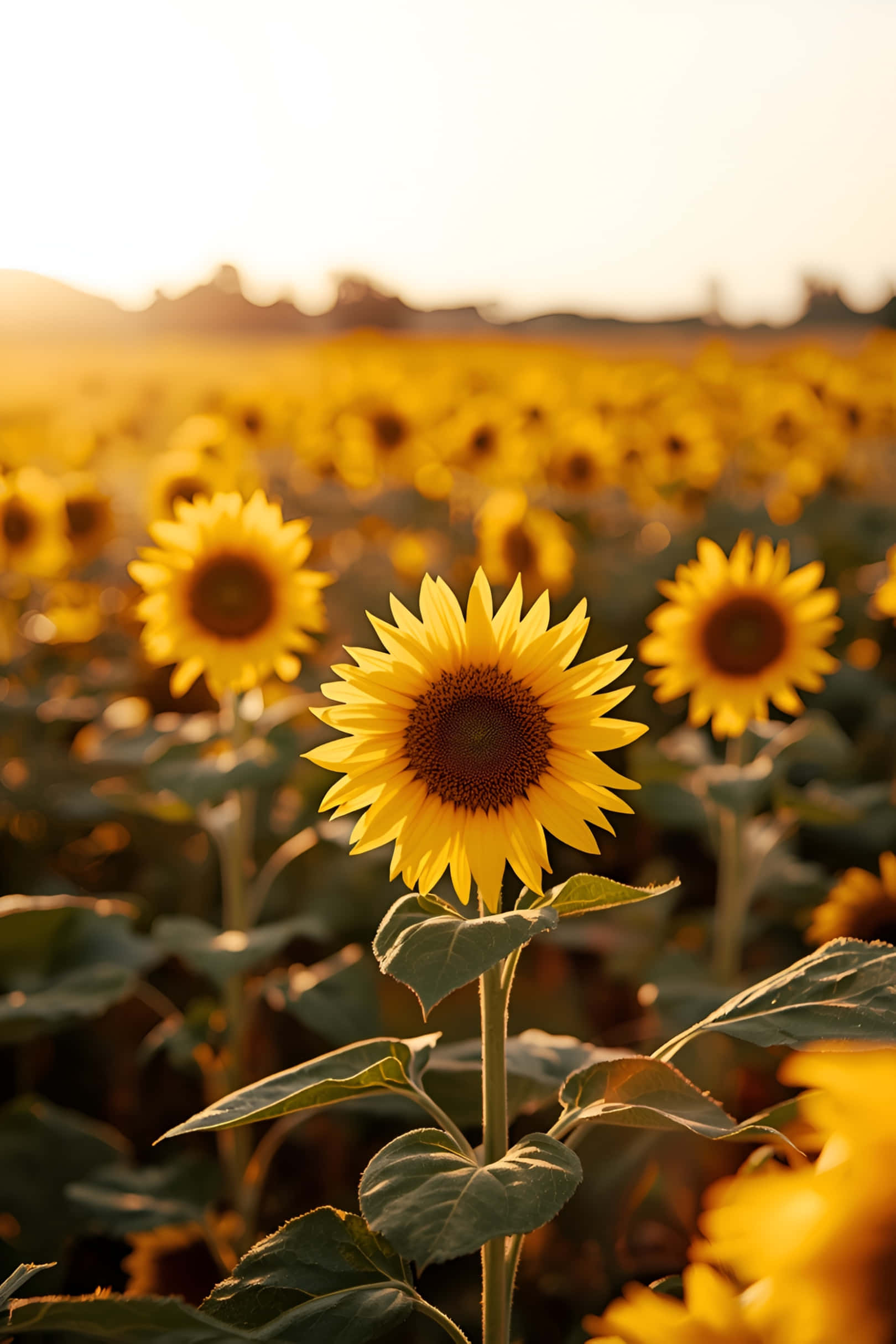 Gintong Patlang ng mga Sunflower sa Paglubog ng Araw Wallpaper
