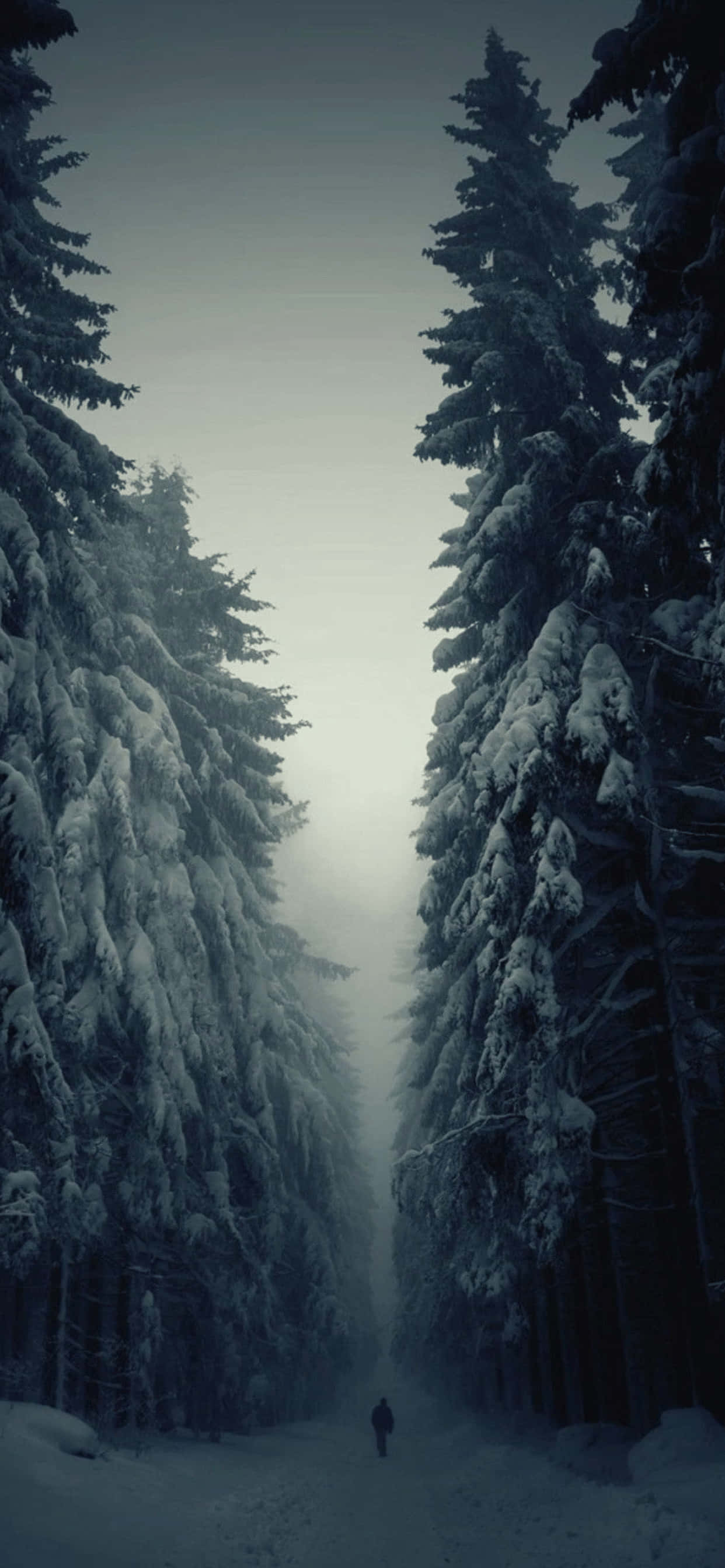 Gloomy Pine Trees iPhone XS Max Winter Background Wallpaper