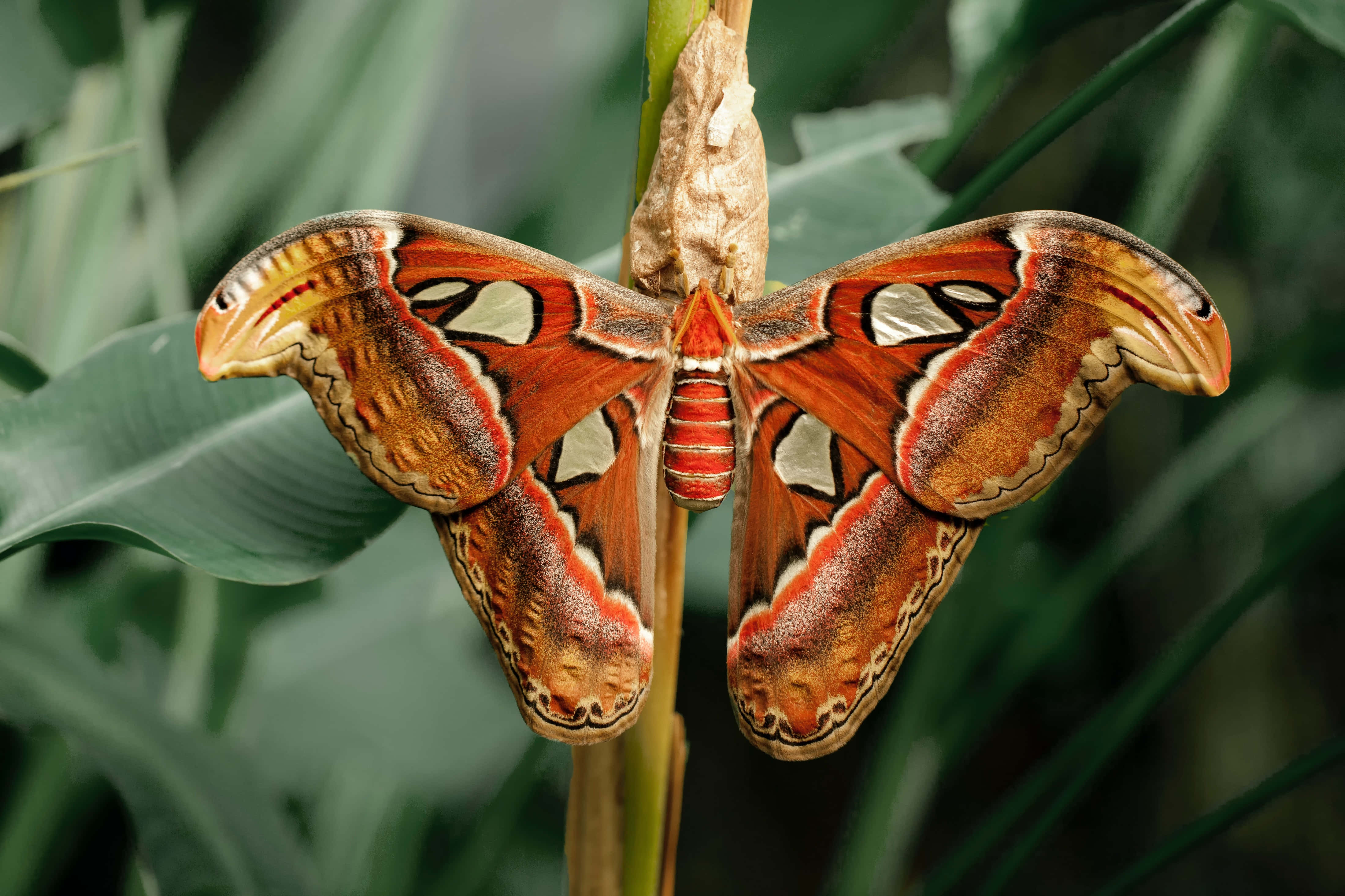 Glowing Butterfly Na May Sparkling Aesthetic Wallpaper
