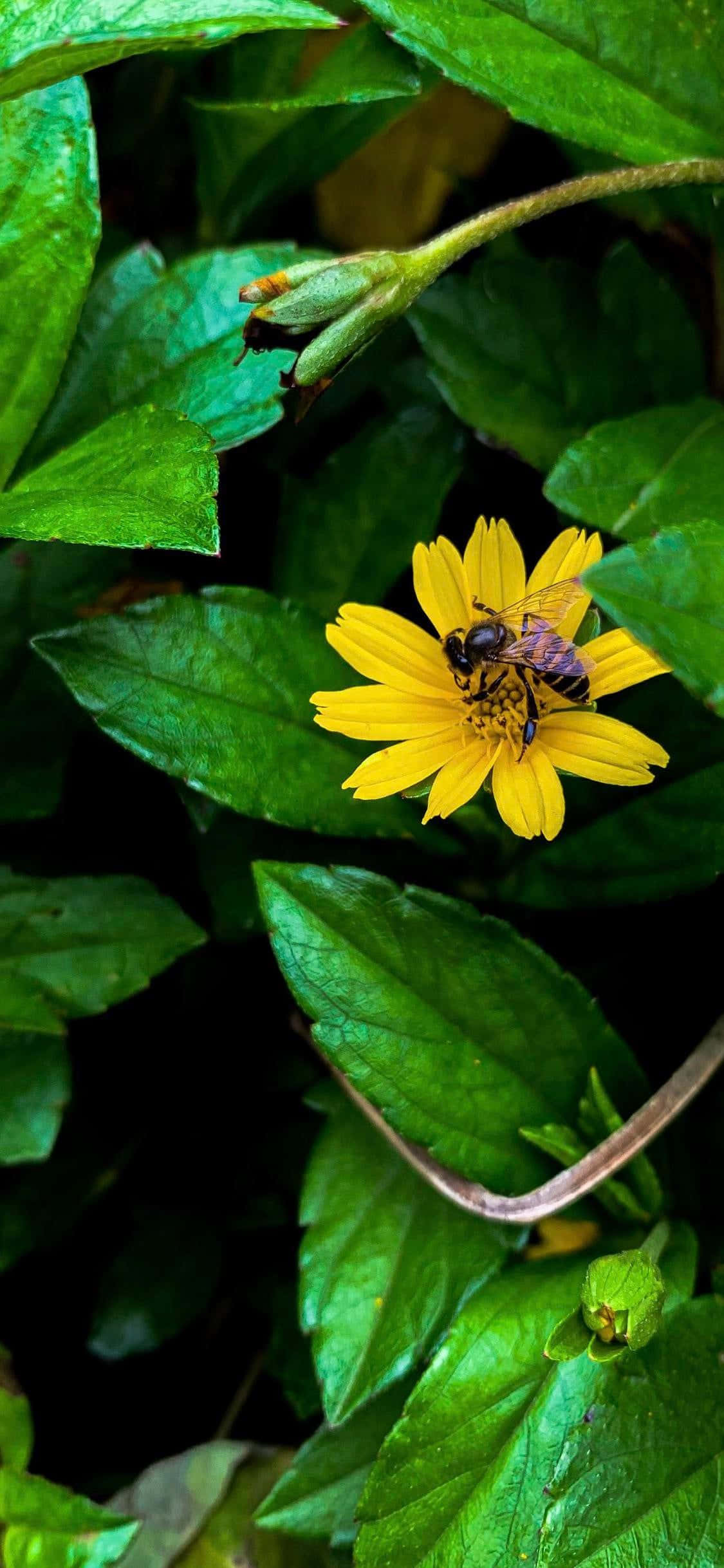 Gintong Honey Bee sa Isang Nasikatan na Bulaklak para sa iPhone Wallpaper