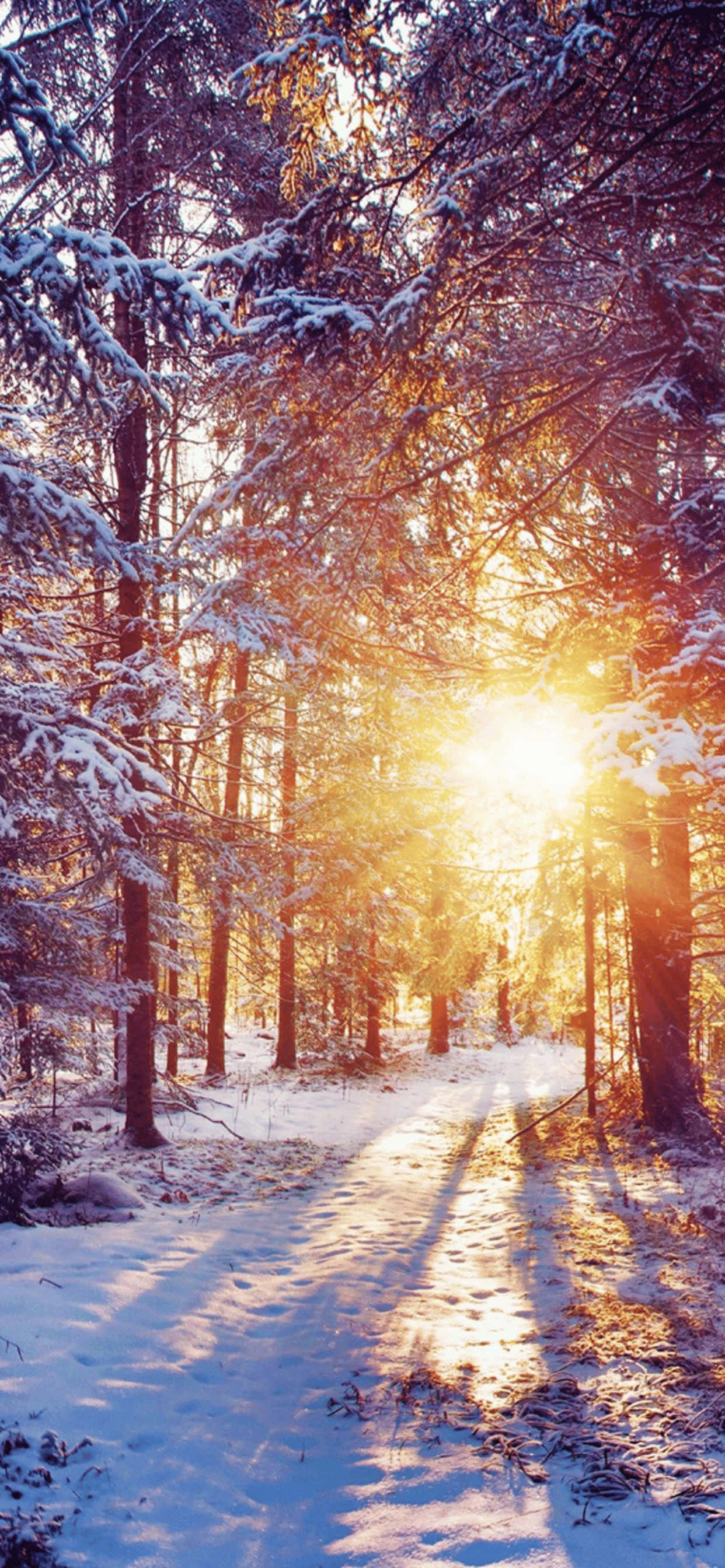 Golden Hour iPhone XS Max Winter Background Wallpaper