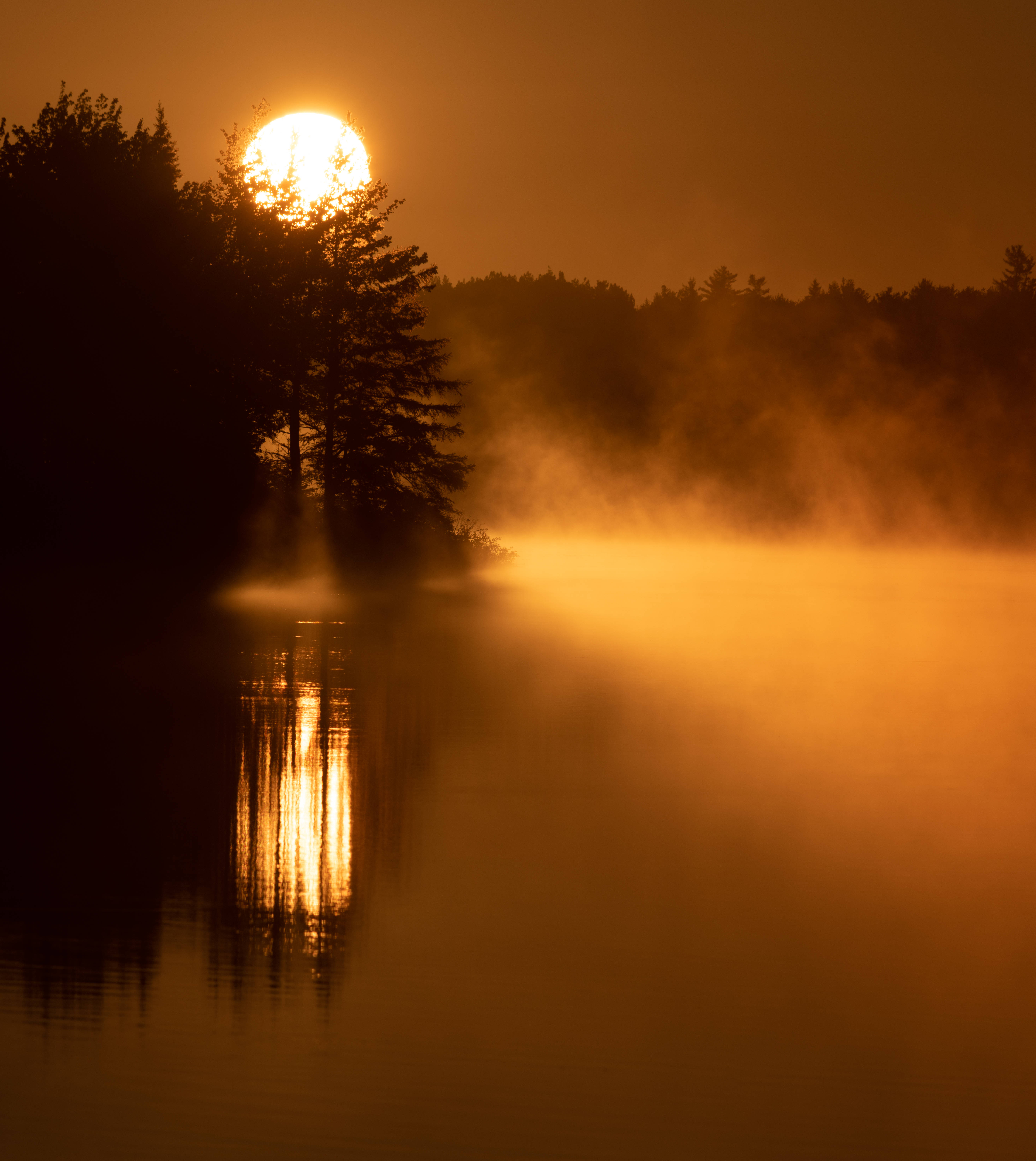 Golden Sun Sa Foggy Forest Wallpaper