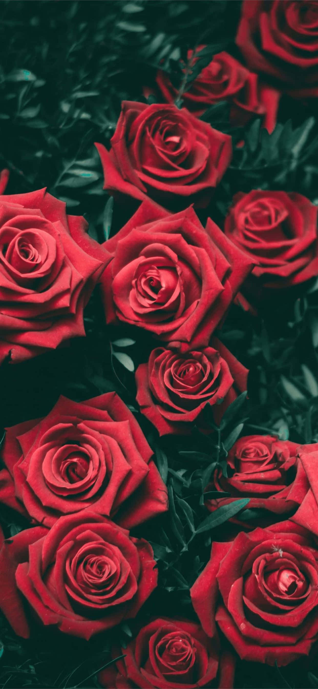 Goth 1242 x 2688 background Wallpaper