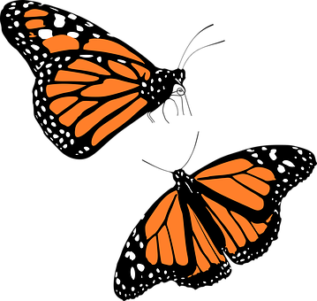 Graphic ng Monarch Butterfly Wallpaper