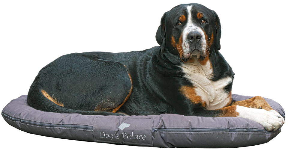 Greater Swiss Mountain Dog na Kama Wallpaper