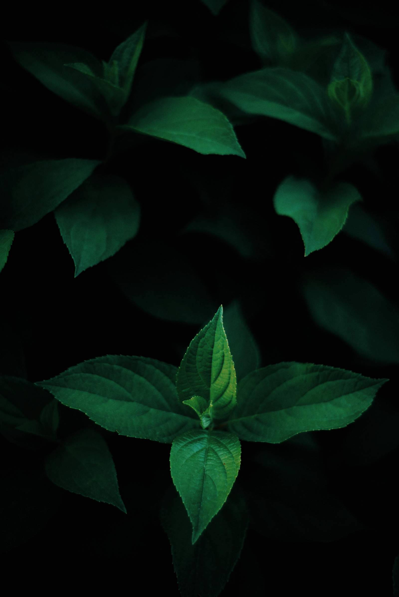 Green Leaves OLED Wallpaper