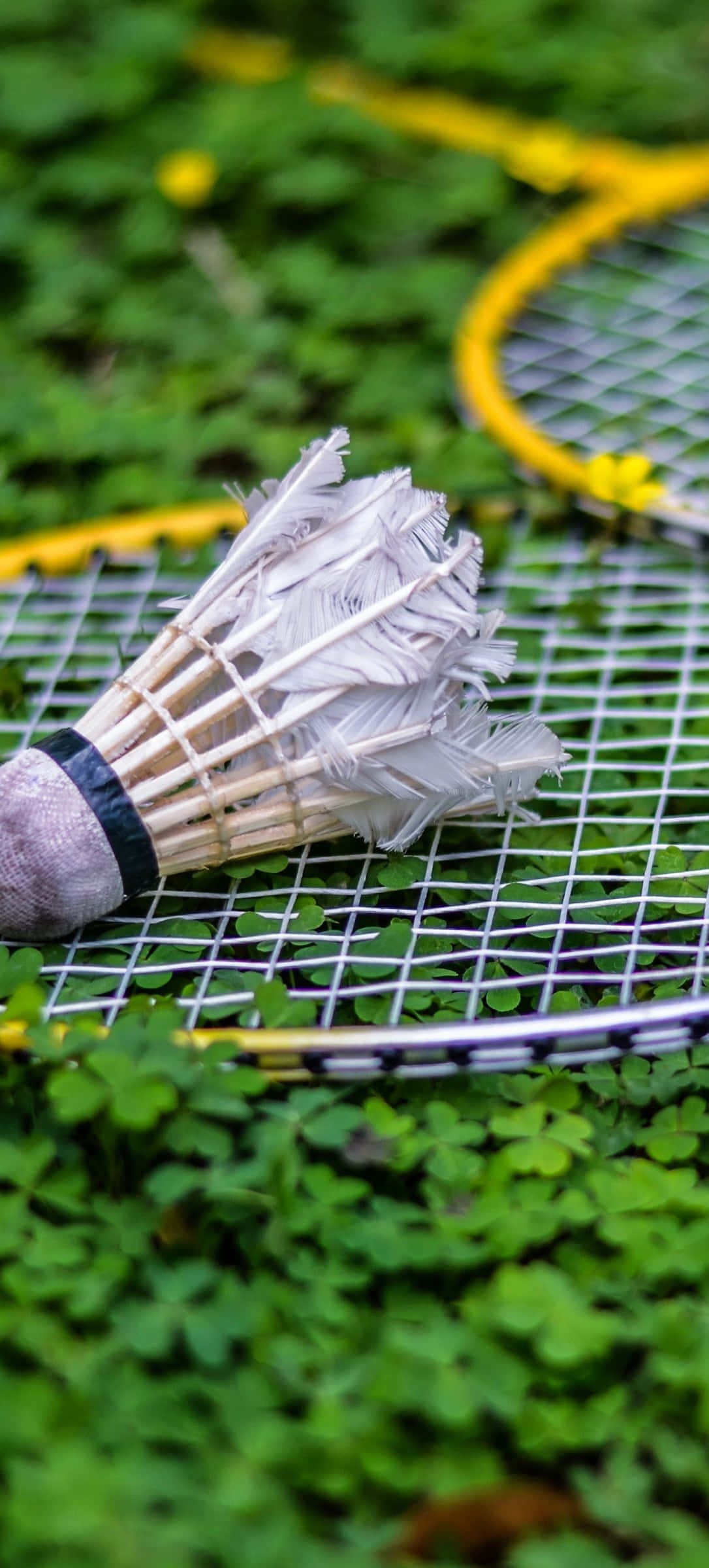 Green Plant Leaves With Pixel 3 Badminton Background Wallpaper