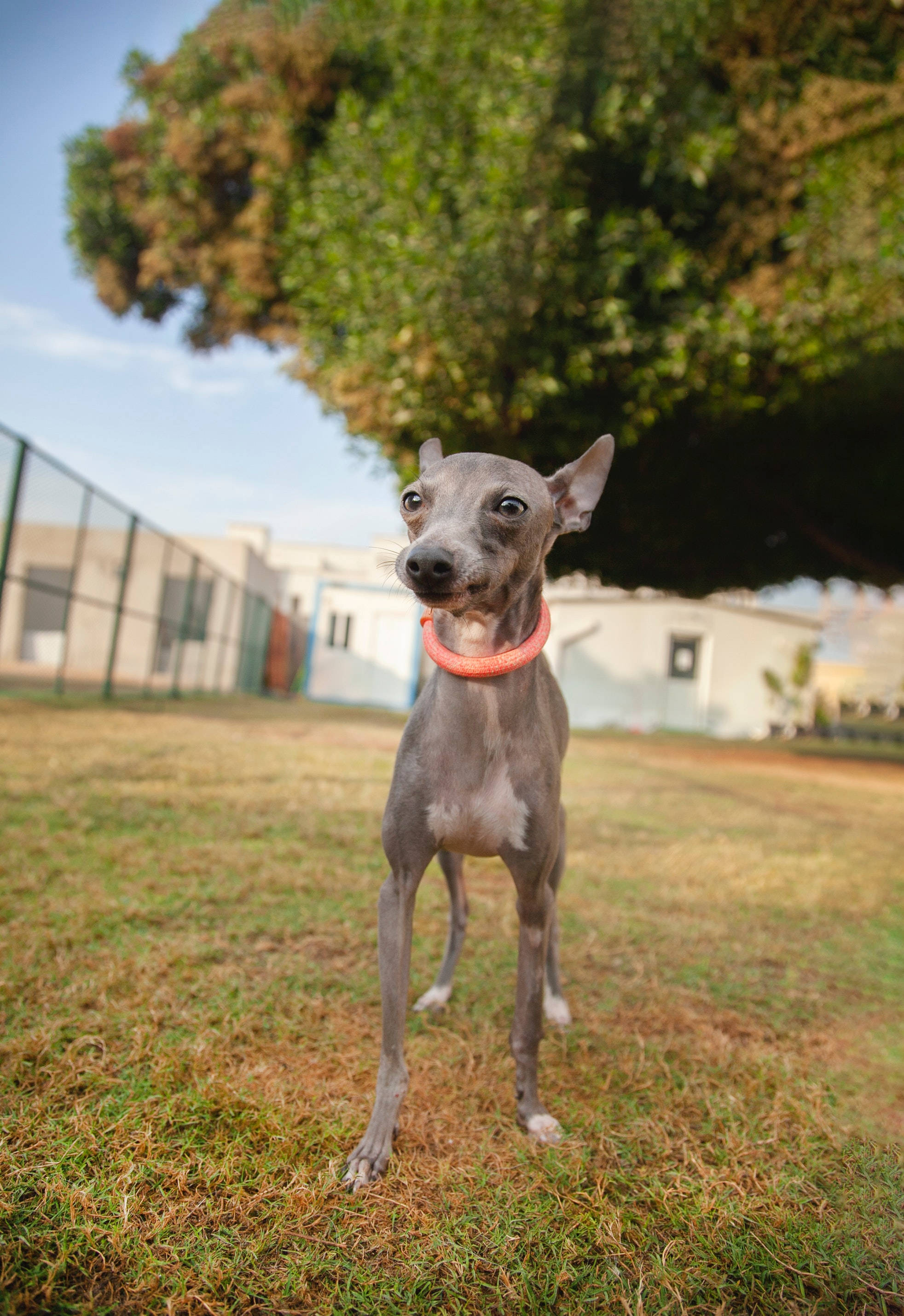 Greyhound Sa Park Wallpaper