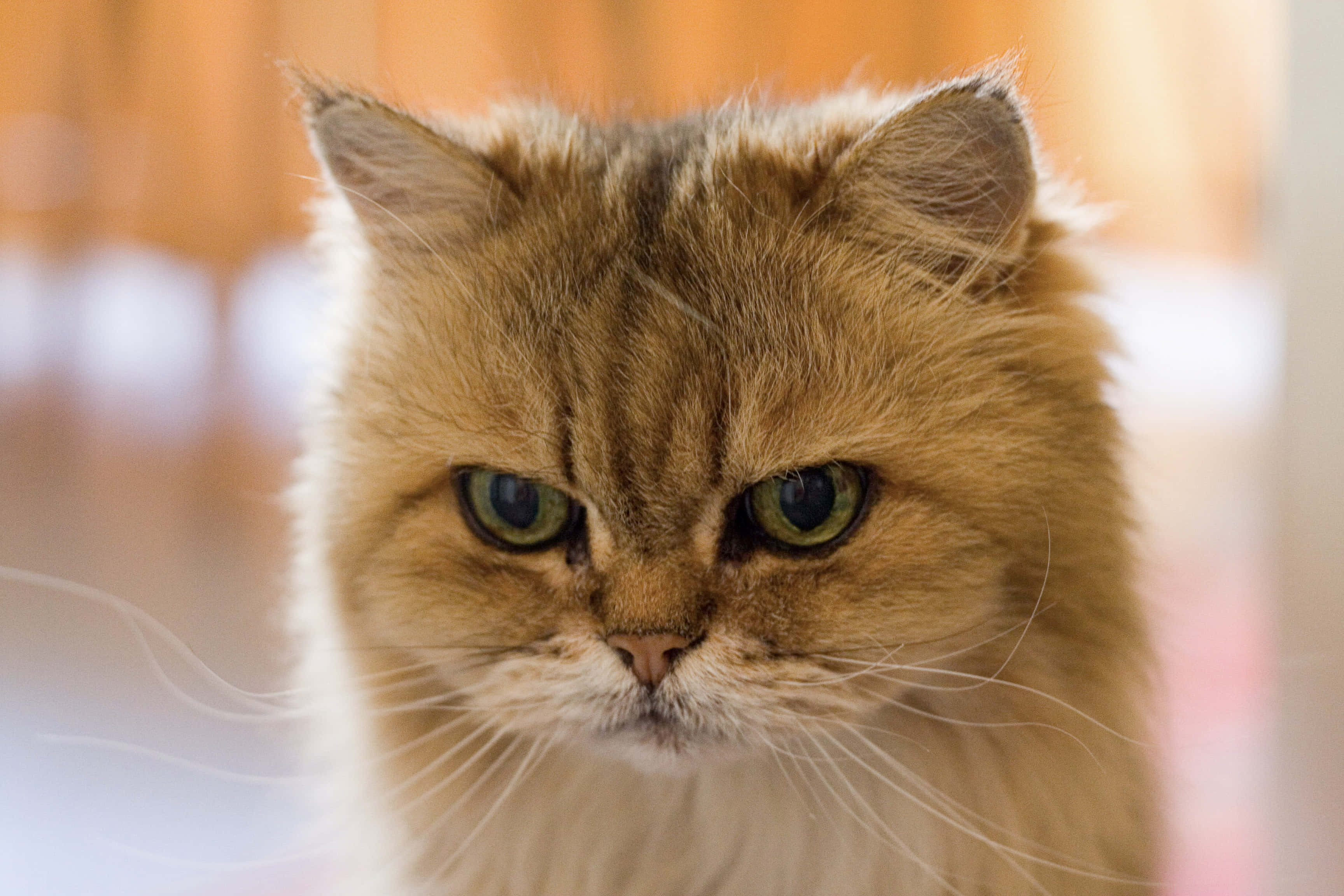 "Grumpy Cat Ay Sobrang Sawa Na!" Wallpaper