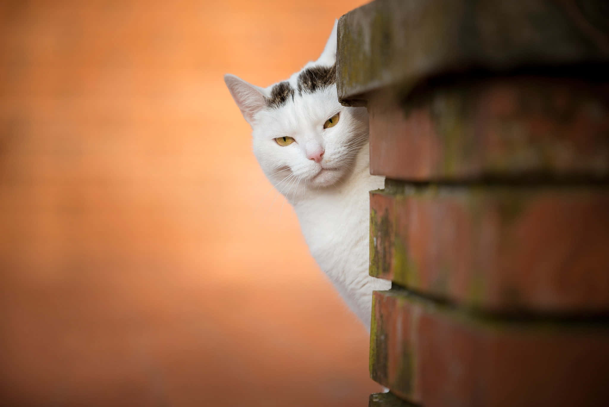 Grumpy Cat pictures Wallpaper
