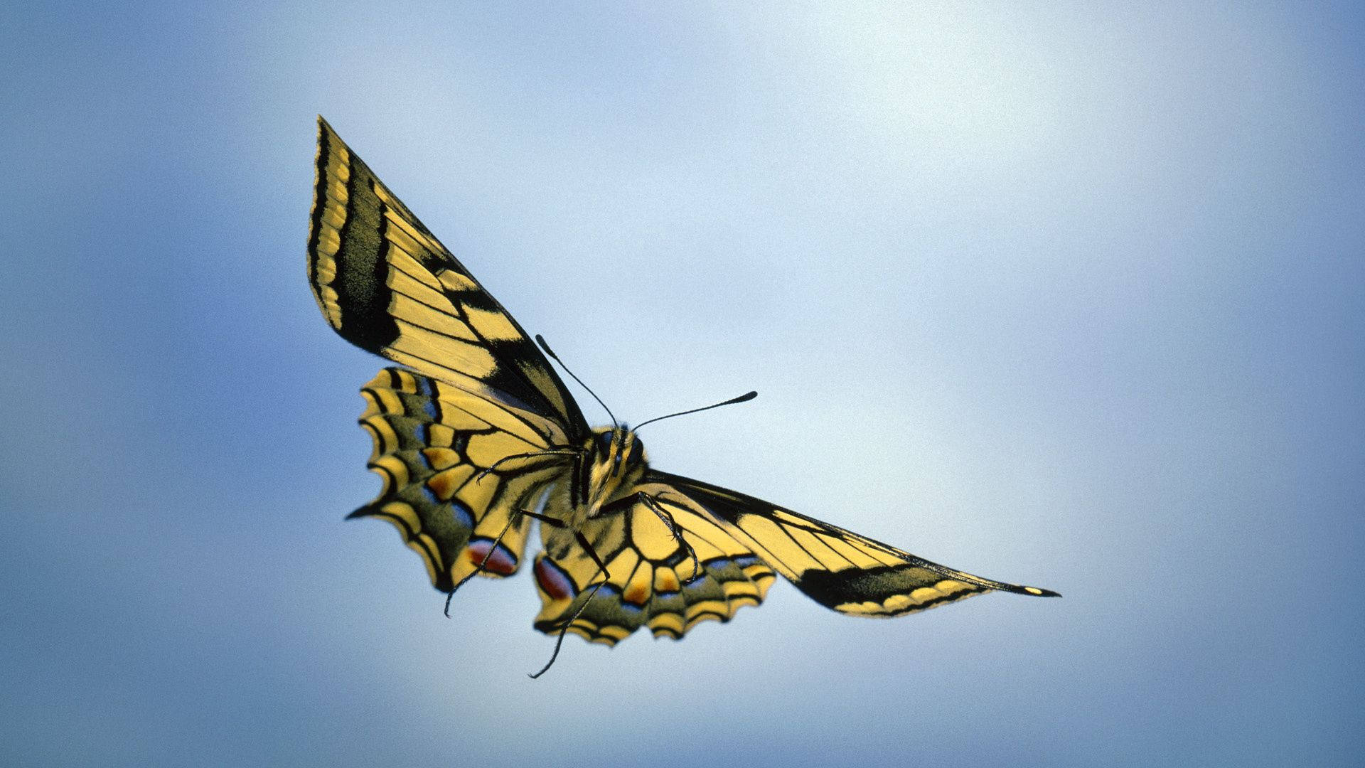 Habol sa mga Pangarap ng Paru-paro Wallpaper