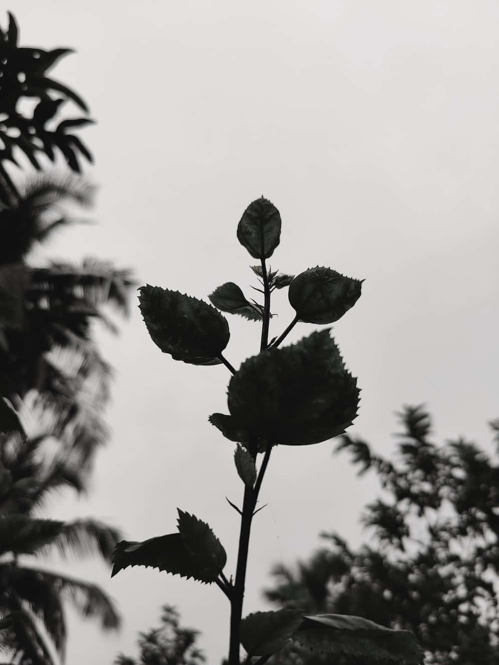 Hanapin ang iyong katahimikan sa mga kulay abo. Wallpaper