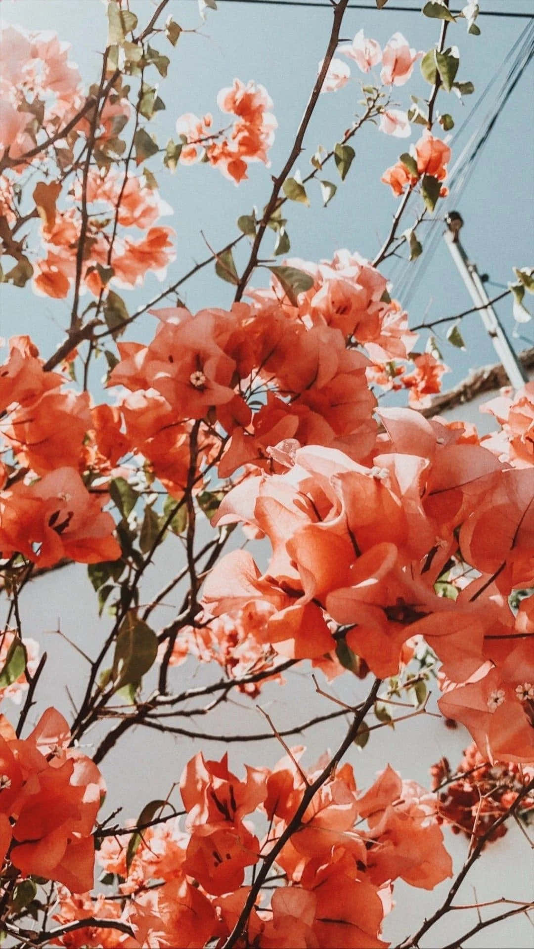 “Hayaan ang ganda ng makulay na Aesthetic Flower na magbigay-liwanag sa iyong araw!” Wallpaper
