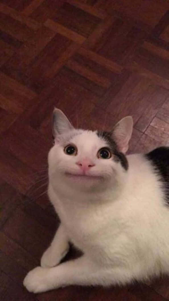 Hayaang Mapangiti ang Iyong Mukha ng Iyong Sense of Humor! Wallpaper