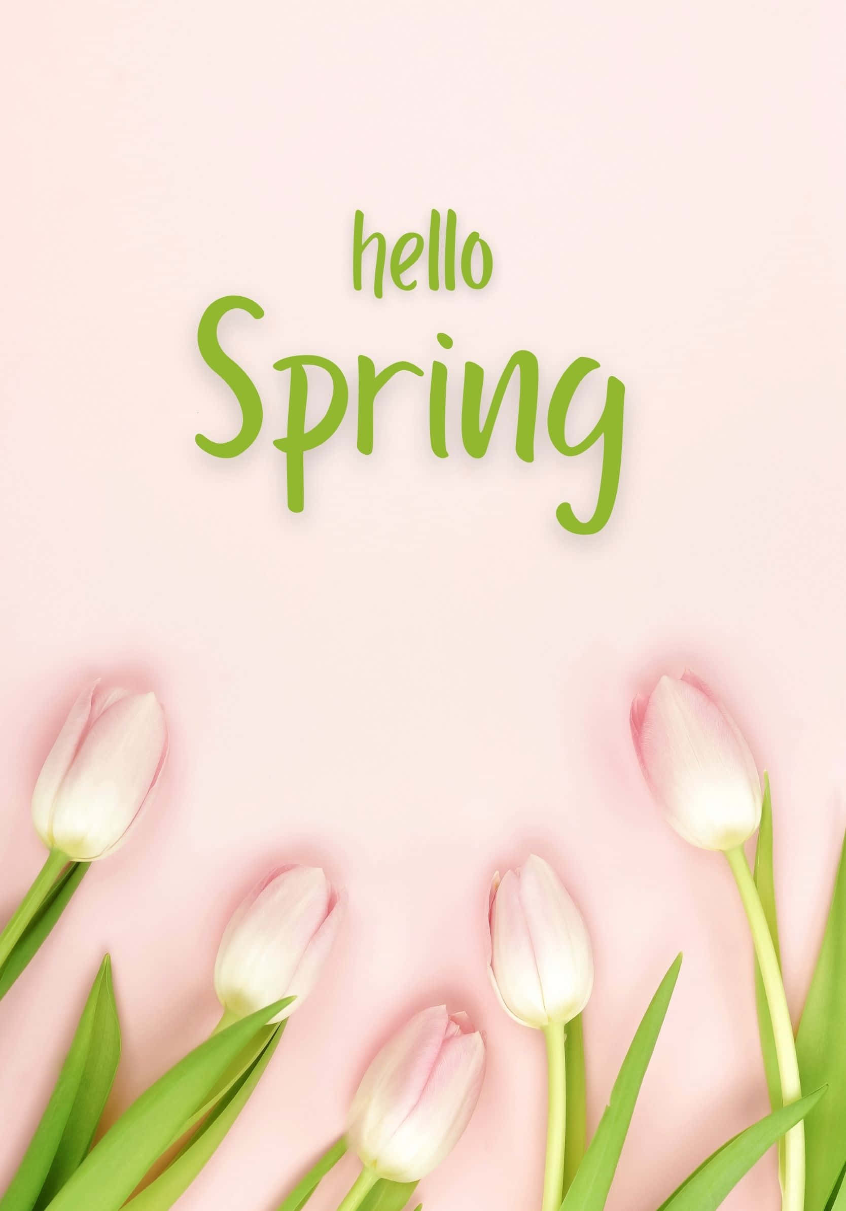 Hello Best Spring Pink Tulips Background Wallpaper