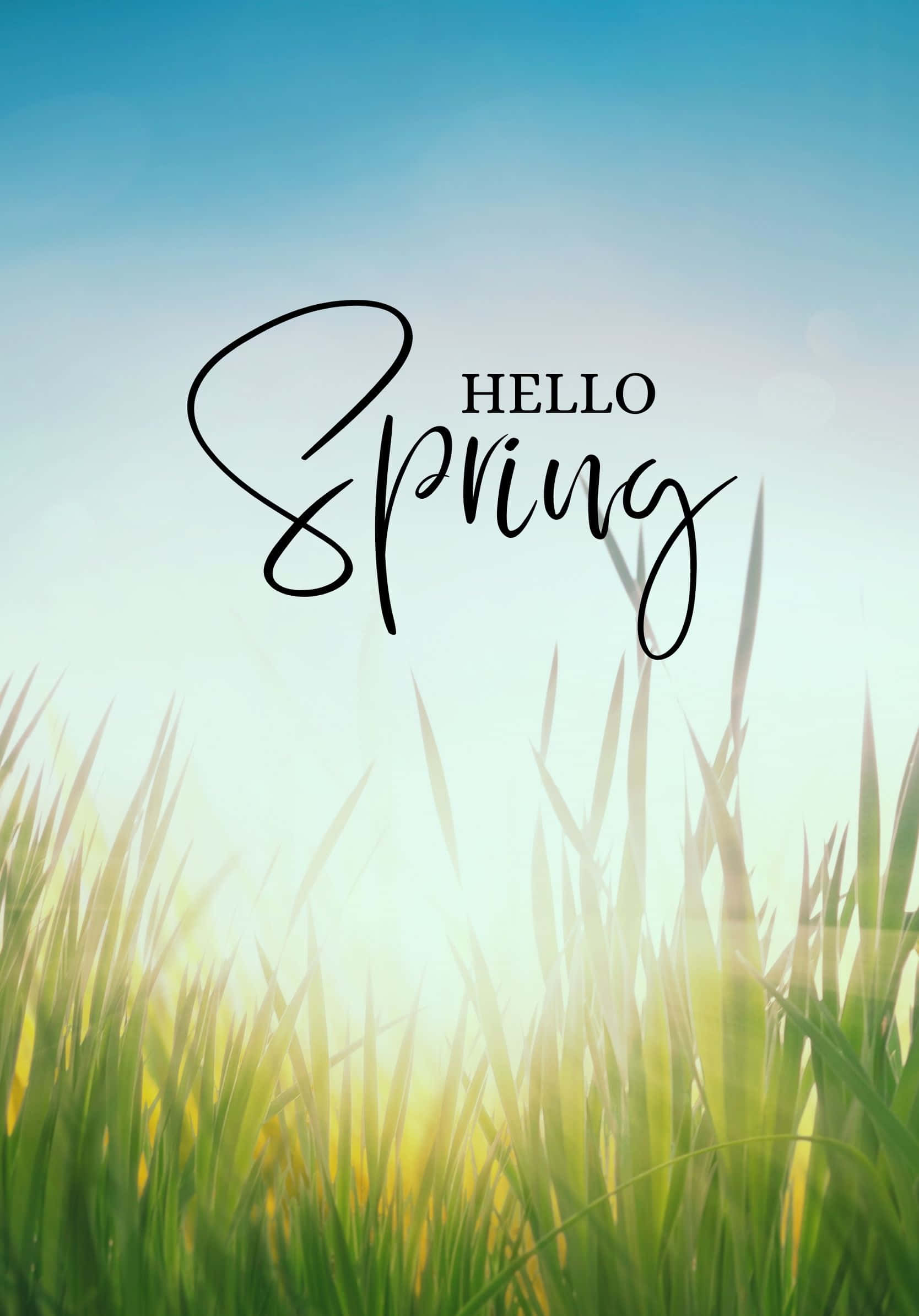 Hello Best Spring Wild Grasses Background Wallpaper