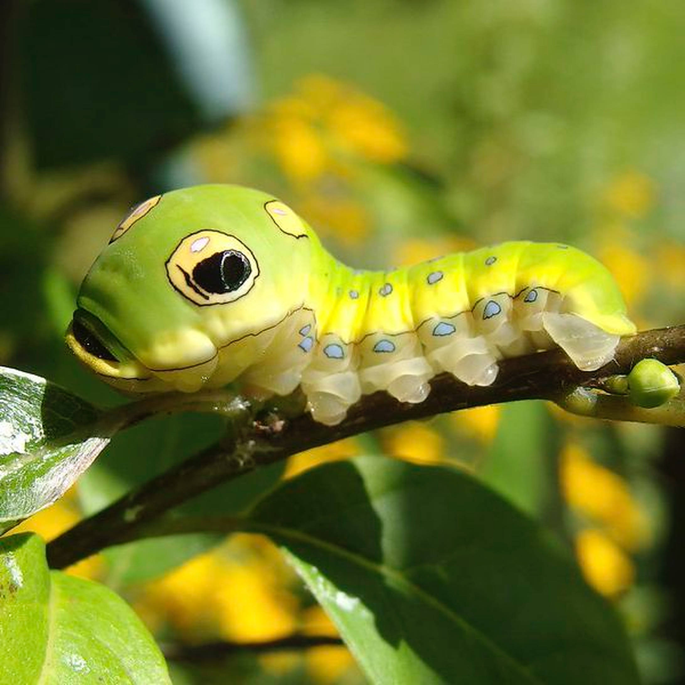 Higad na Insekto na Malaking Ulo Wallpaper