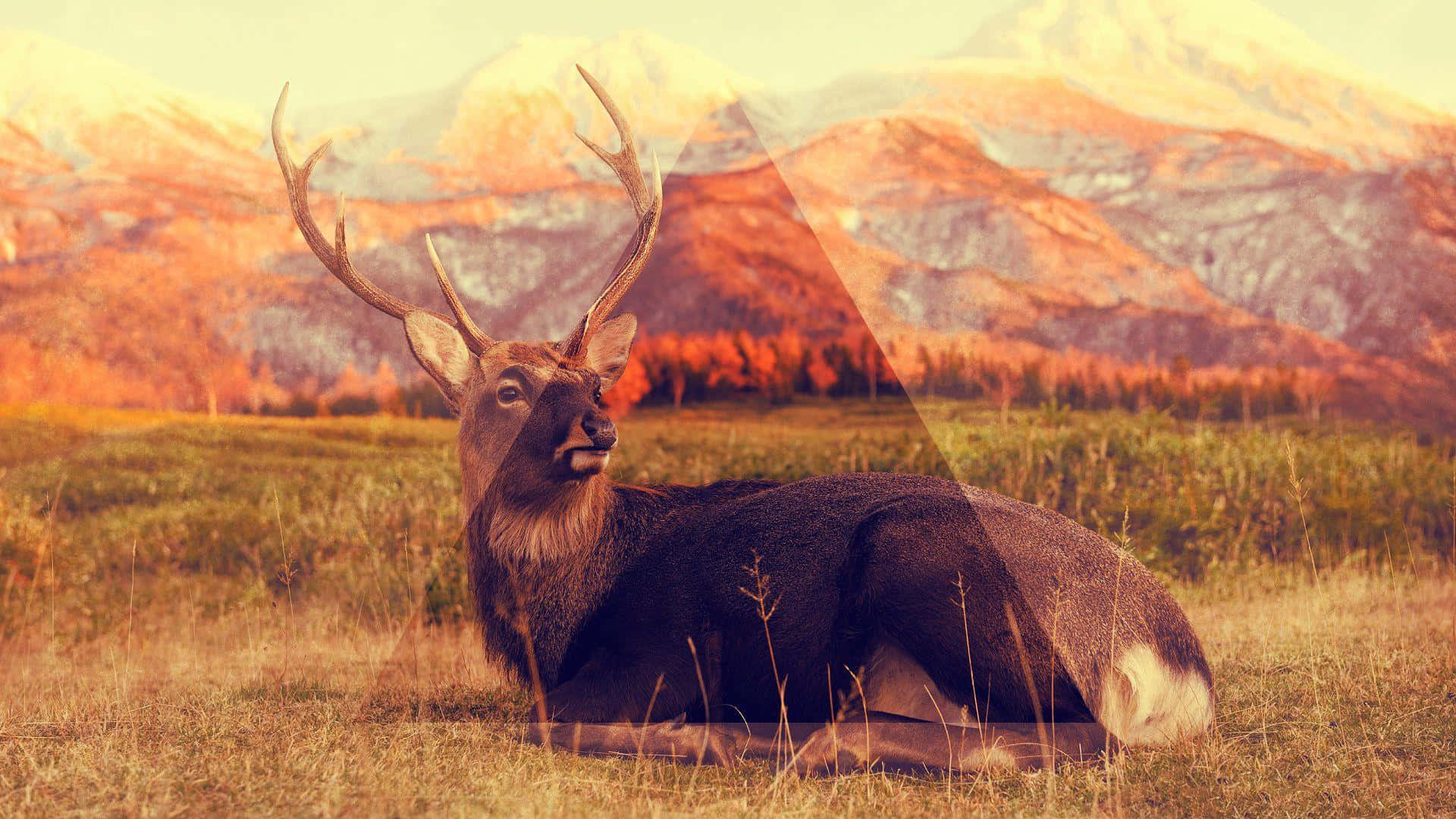 Hipster na USA para sa Desktop Wallpaper