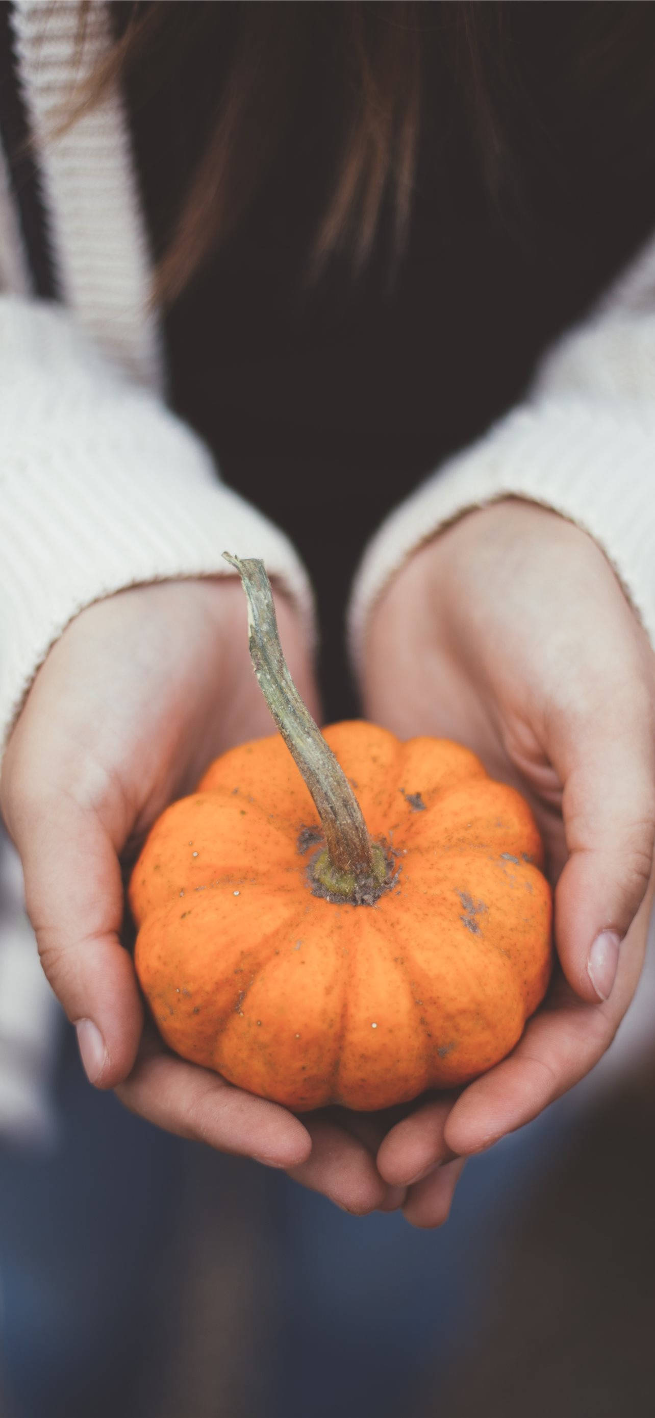 Holding A Little Pumpkin For Thanksgiving iPhone Wallpaper