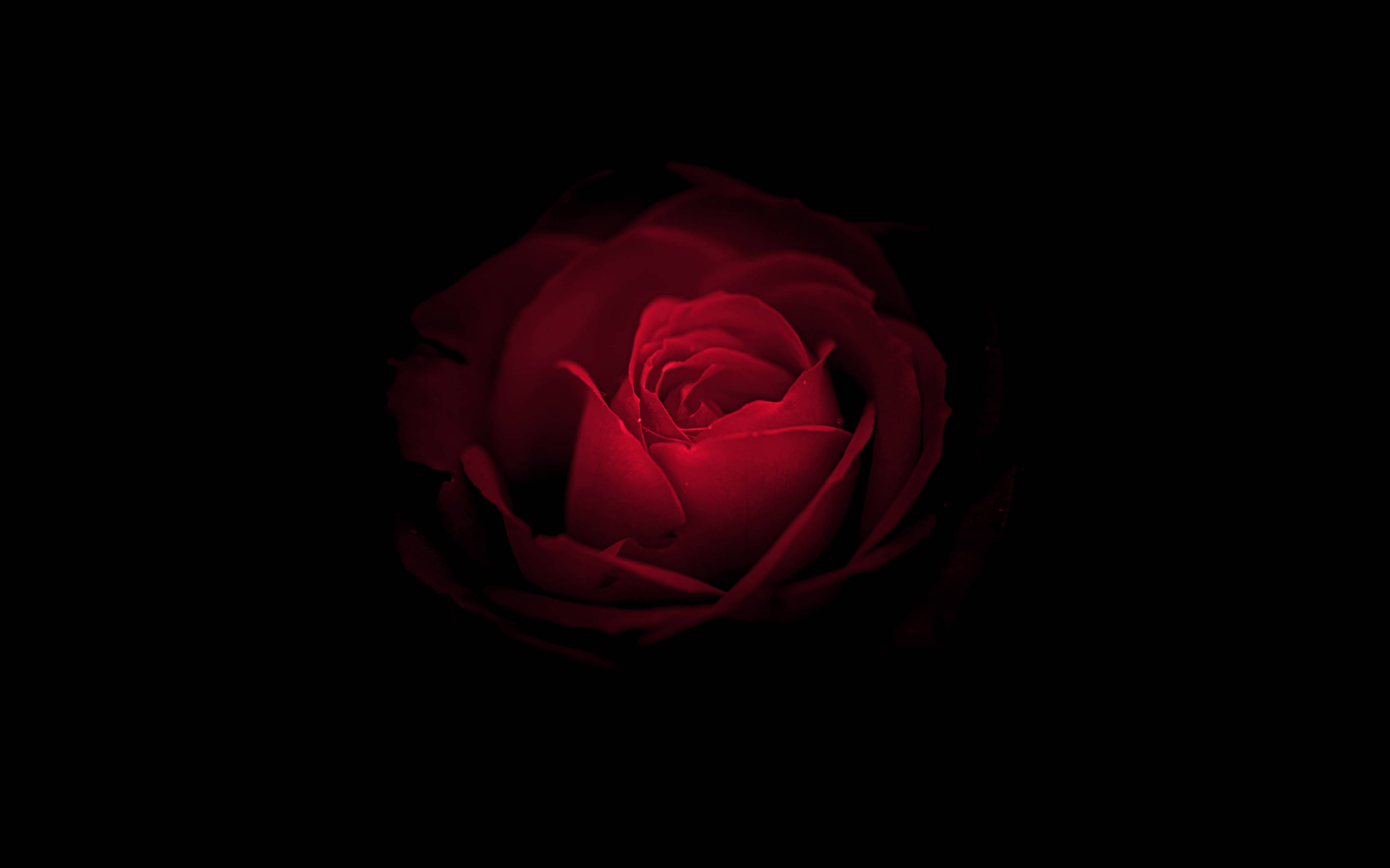 Huawei Mate RS Porsche Rose Wallpaper