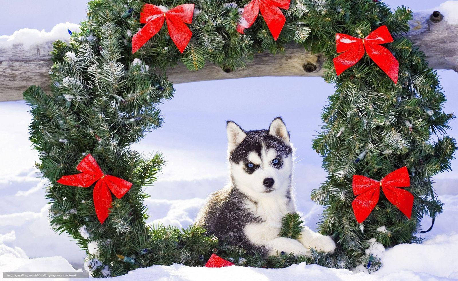 Husky Puppy na may Wreath Wallpaper