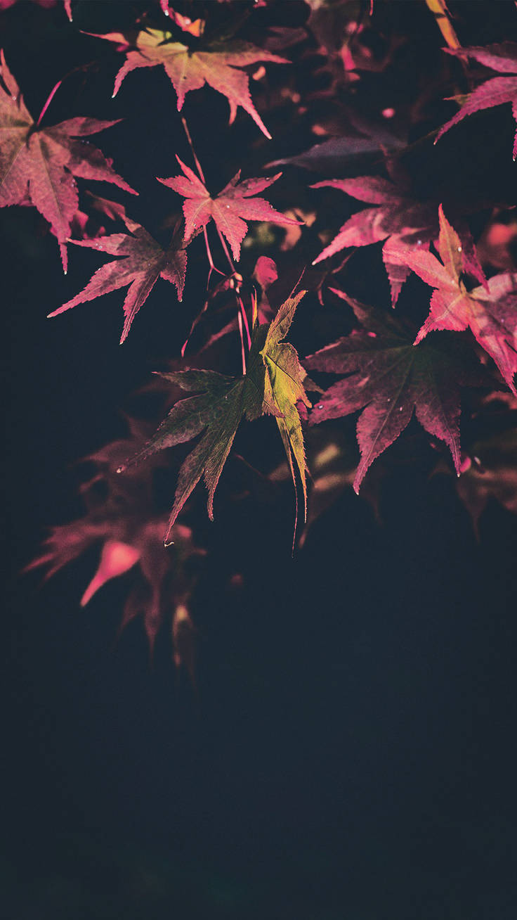 I-enjoy ang mga Kulay ng Taglagas gamit ang iPhone X Wallpaper