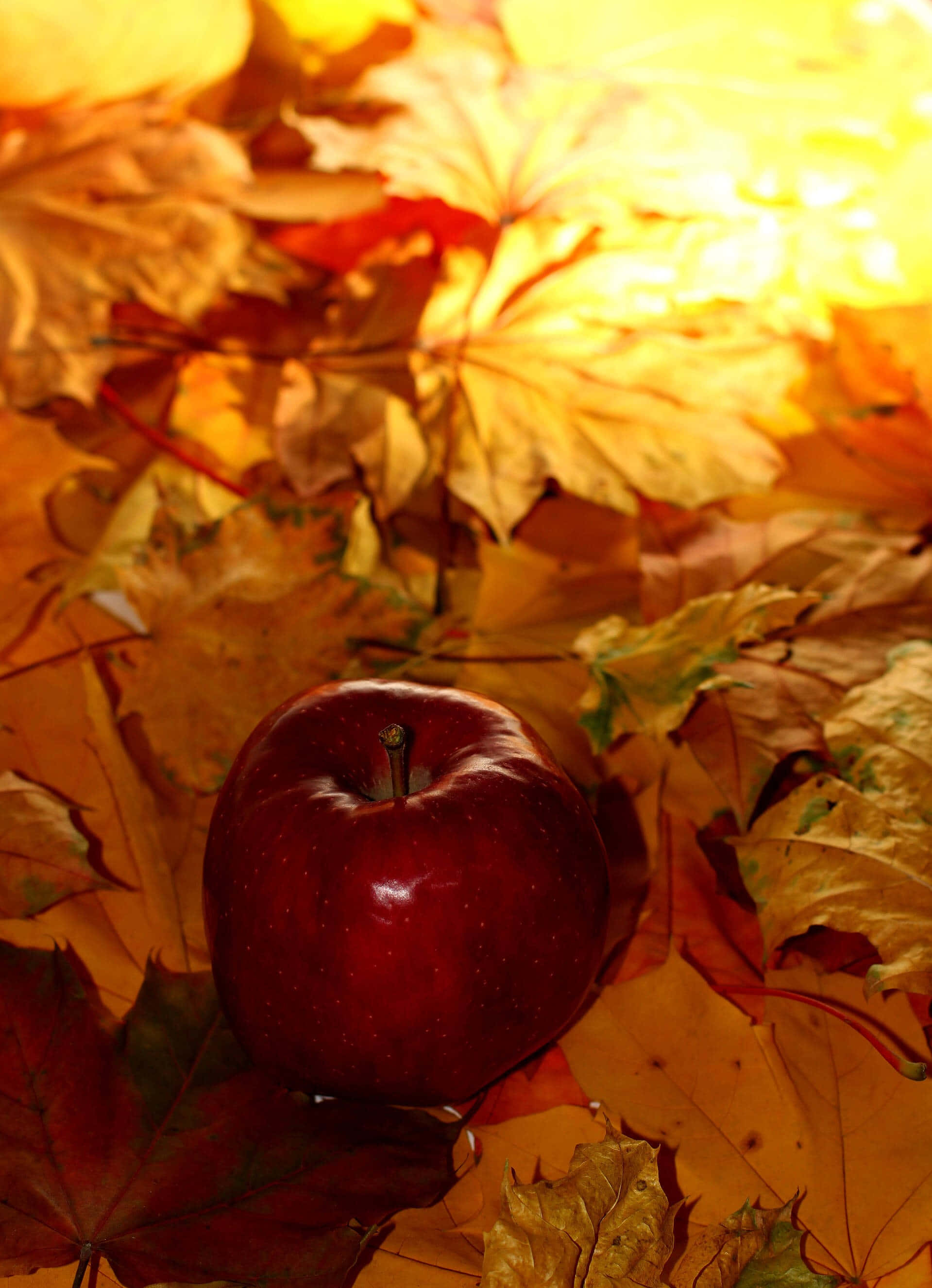 I-enjoy ang mga sandali ng Autumn kasama ang iyong iPhone Wallpaper