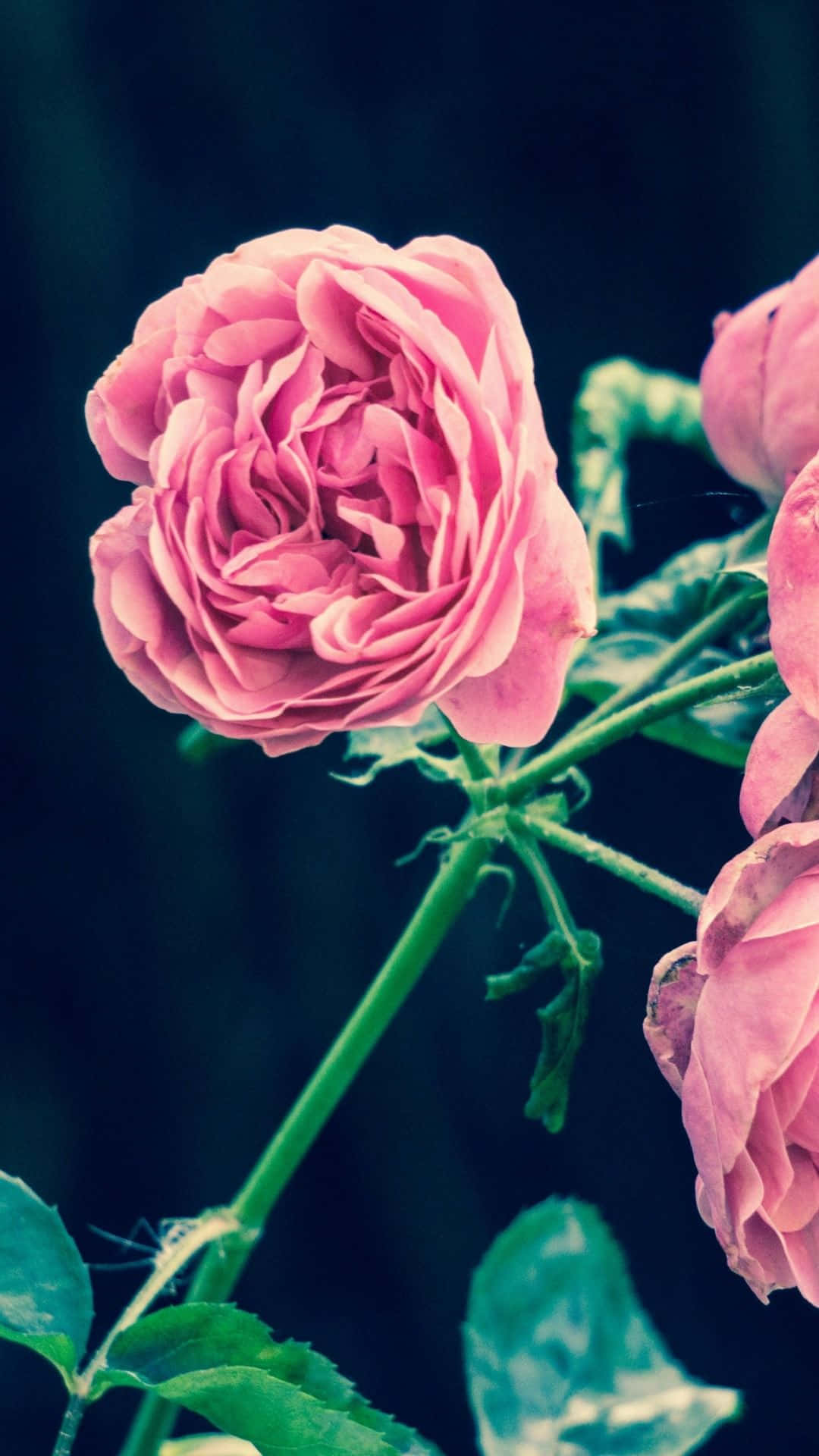 I-upgrade ang iyong telepono para bigyan ito ng sariwa at maliwanag na hitsura gamit ang Flower iPhone wallpaper na ito Wallpaper