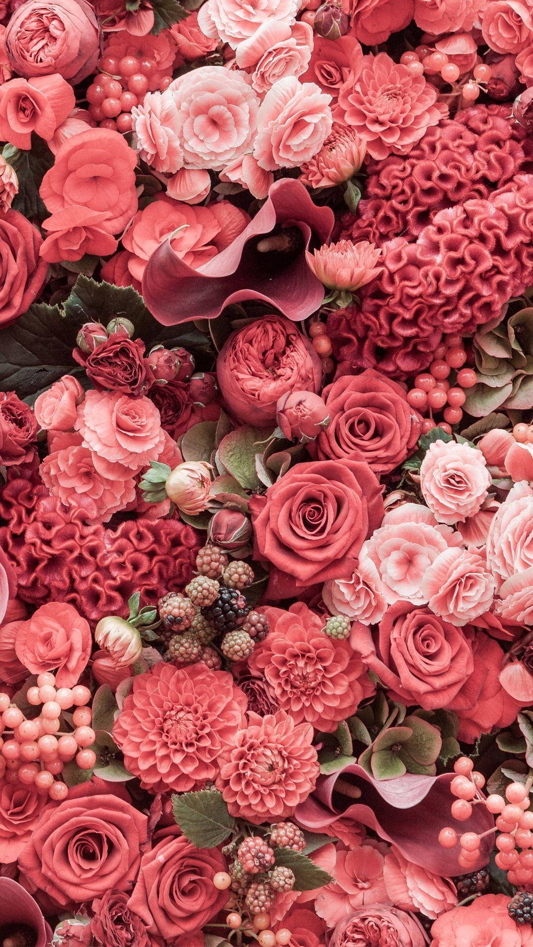Iba't Ibang Pink na Rosas na Background para sa iPhone Wallpaper