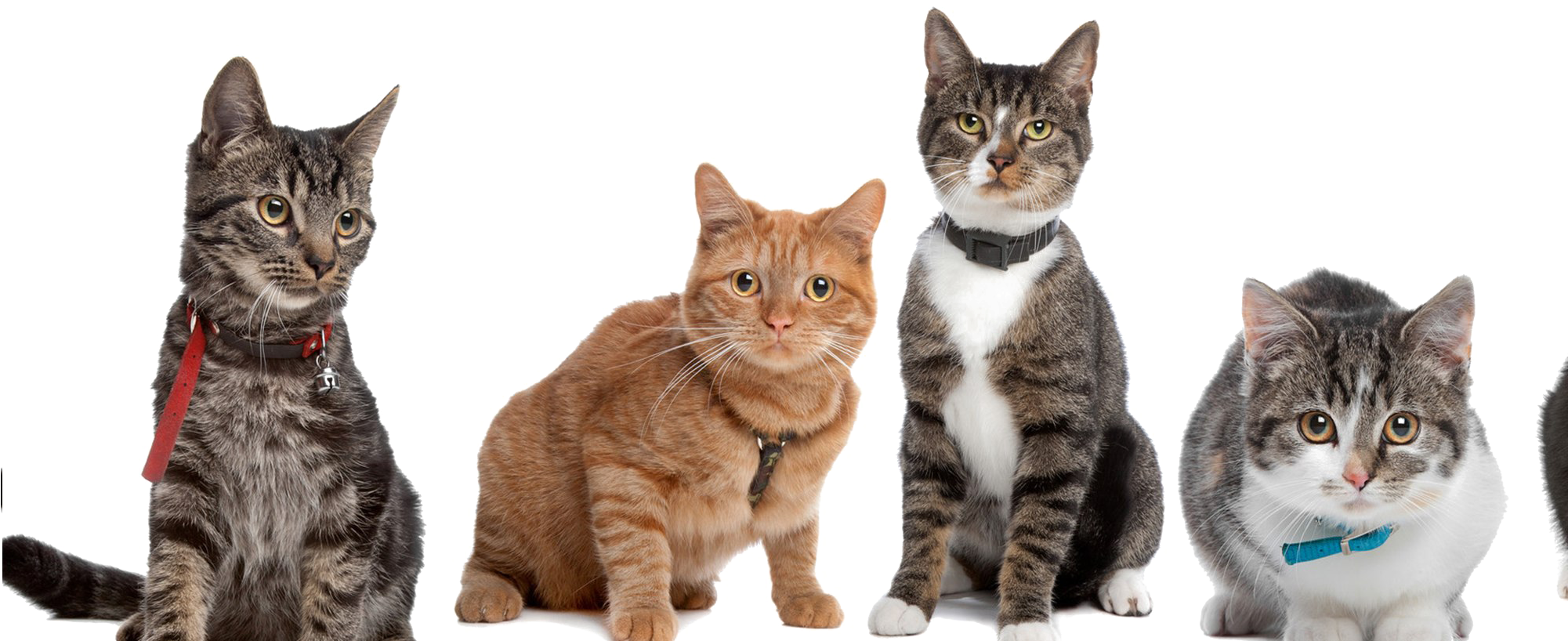 Iba't Ibang Pusa na Nagpo-Pose Wallpaper