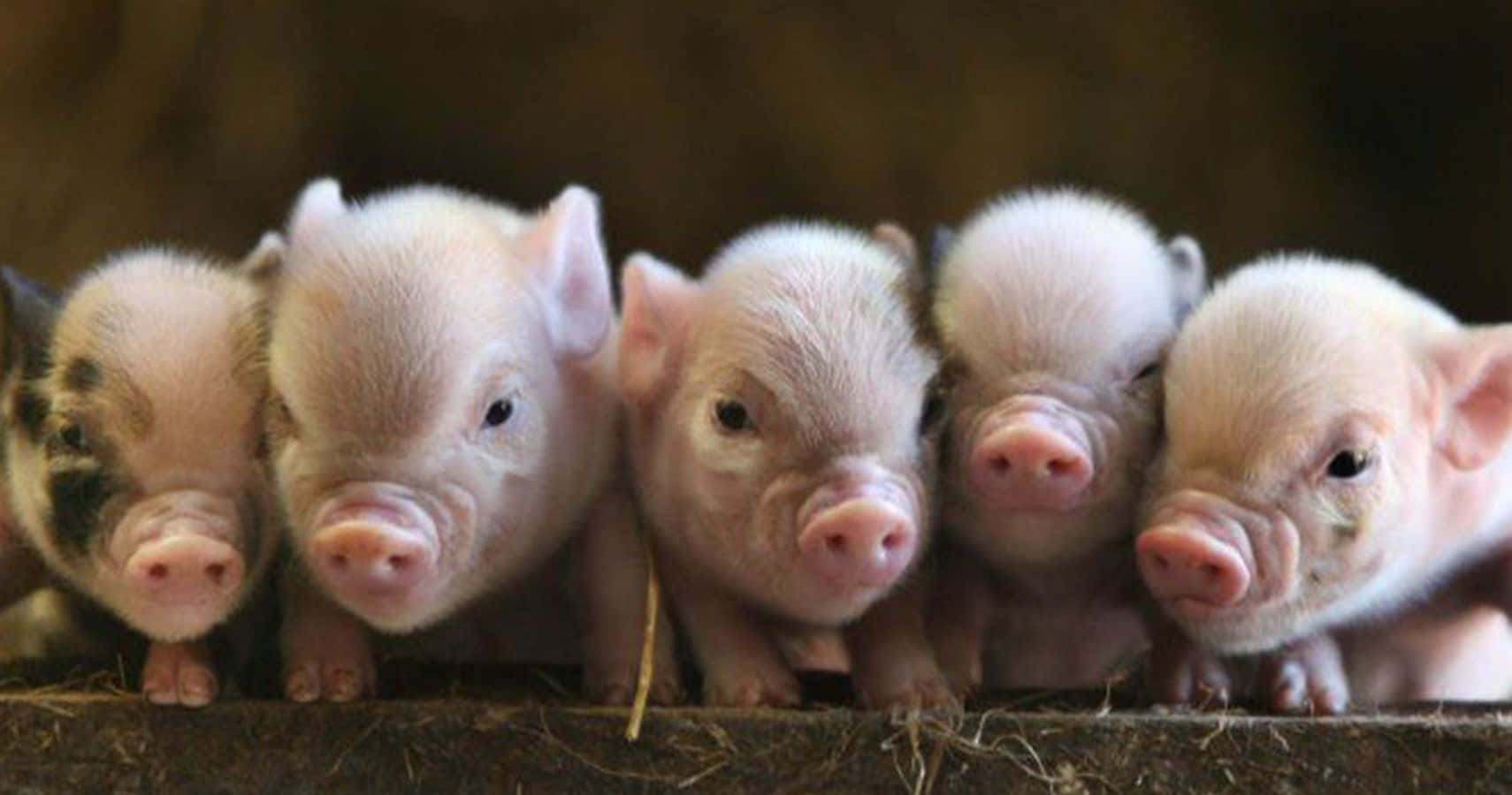 Ikalat ang saya gamit ang ngiti ng nakatutuwang baboy na ito Wallpaper