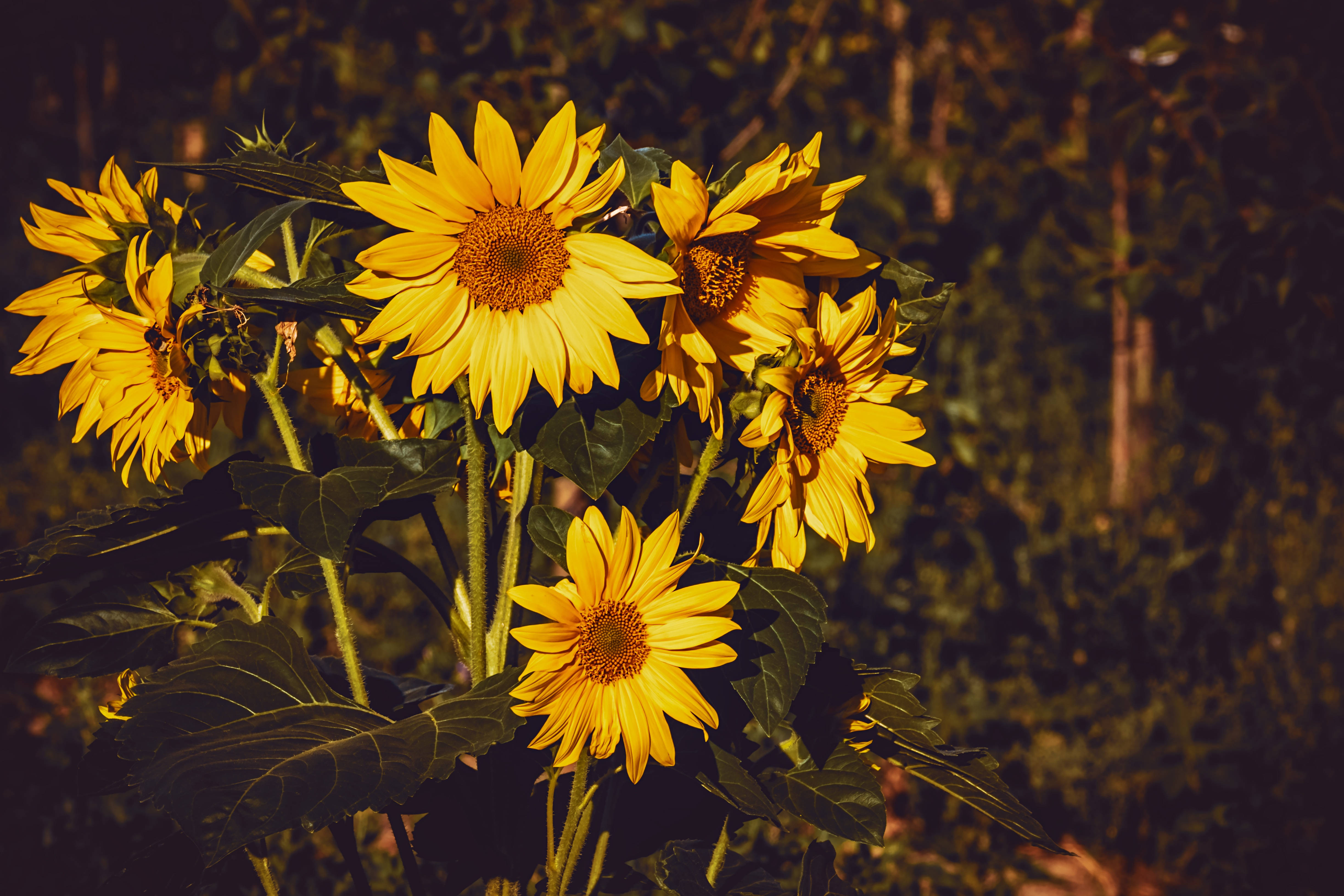 Ikalat ang sikat ng araw at positibong pananaw gamit ang maliwanag at magagandang sunflower Wallpaper