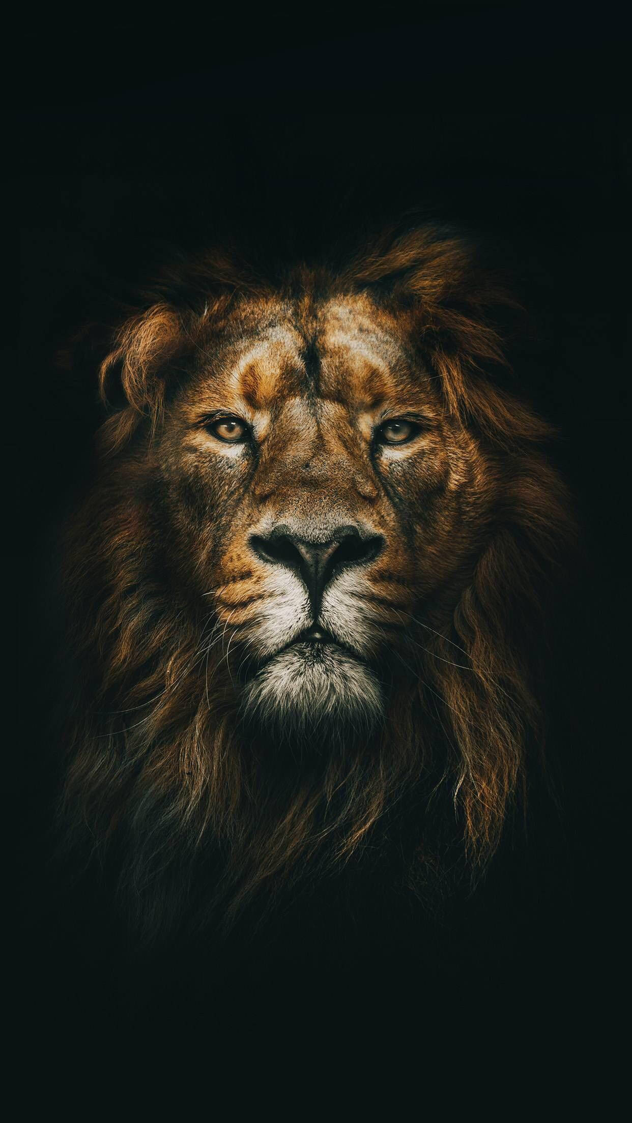 Ilabas ang Iyong Panloob na Halimaw gamit ang Mabisang Lion iPhone Wallpaper