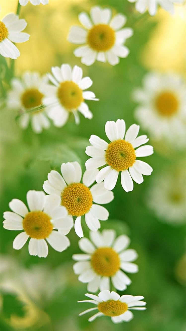 Ilang Maliliit na Daisies na Background Wallpaper