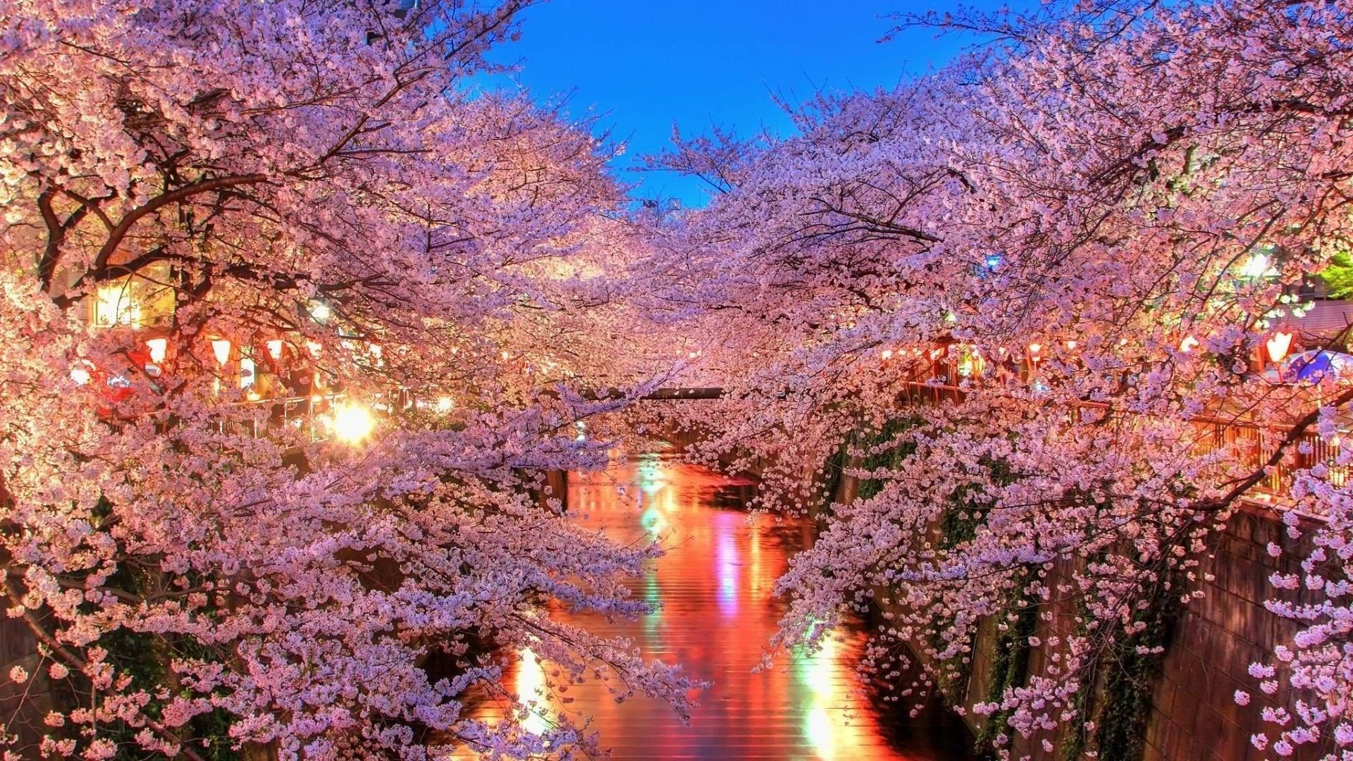 Ilog ng Cherry Blossom Wallpaper