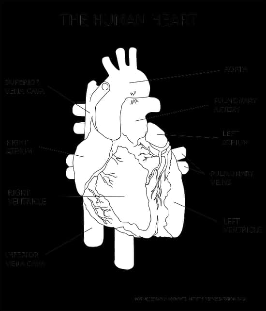 Ilustrasyon ng Anatomiya ng Puso ng Tao Wallpaper