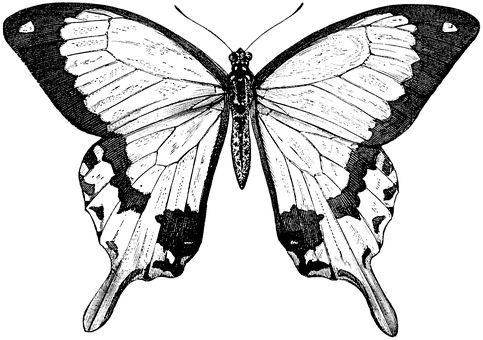 Ilustrasyon ng Paruparong Monochrome Wallpaper