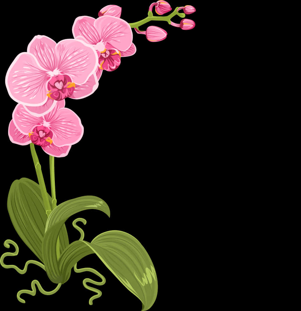 Ilustrasyon ng Pink na Orkidyas Wallpaper