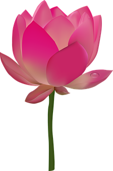 Ilustrasyon ng Rosas na Bulaklak ng Lotus Wallpaper