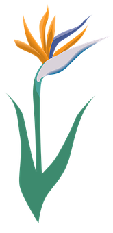 Ilustrasyong Estilado ng Bulaklak na Bird of Paradise Wallpaper