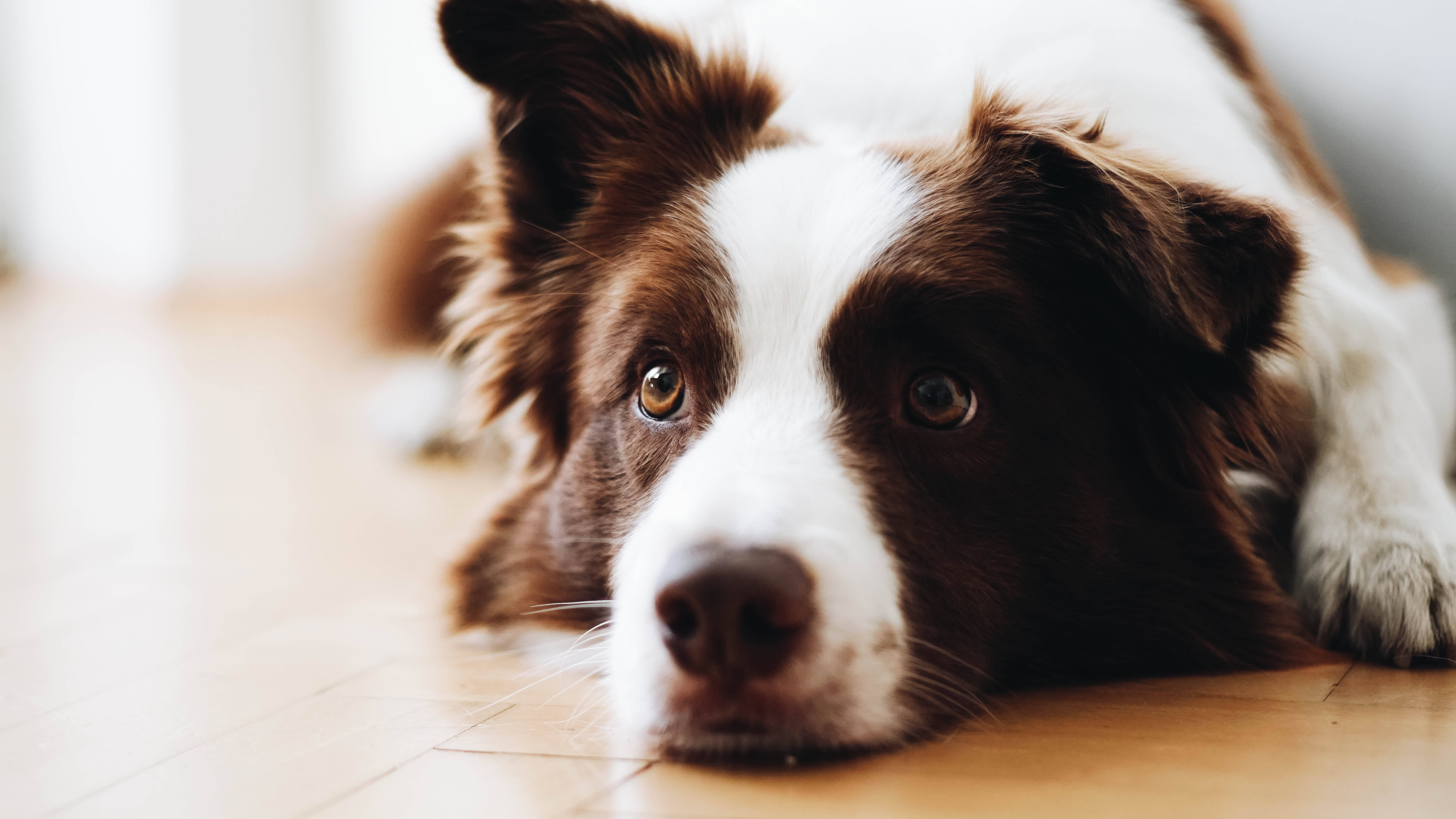 Image A White and Tan Furry Dog Enjoying Life Wallpaper