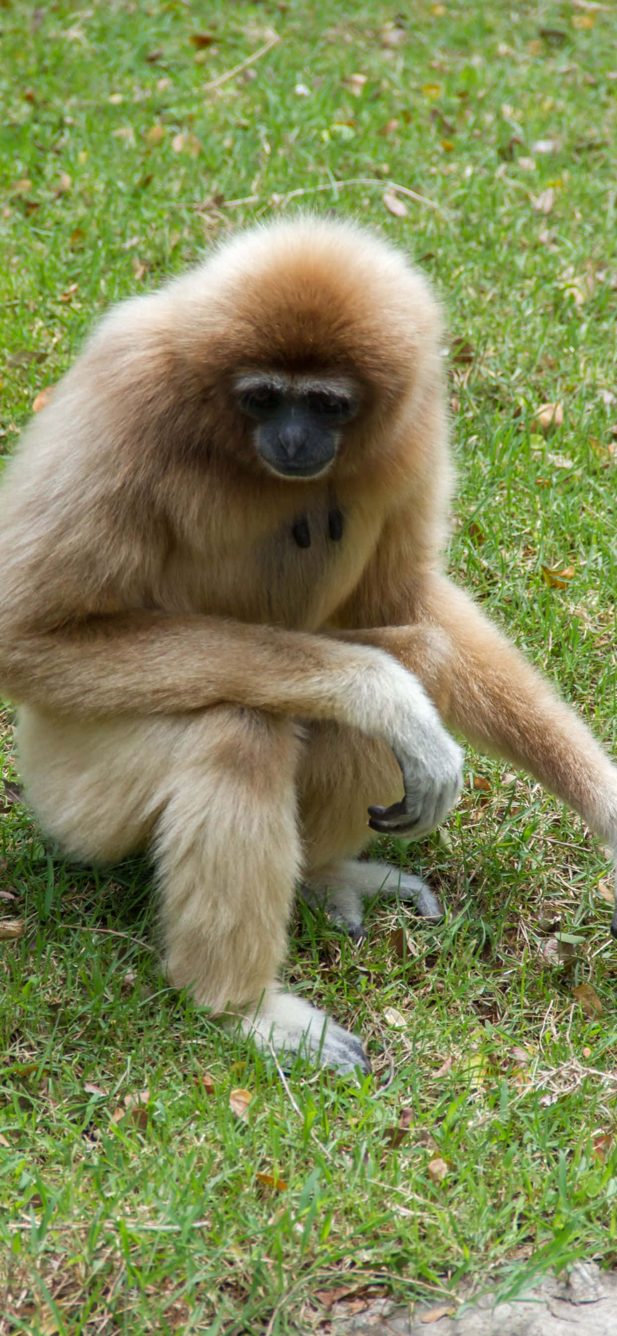 Image Enjoy the stunning colors of the iPhone Xs Max Gibbon background. Wallpaper