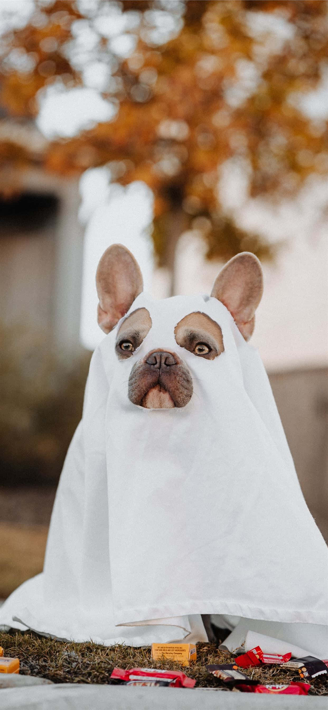 Insatiably curious french bulldog na tumitingin nang may pagmamahal Wallpaper