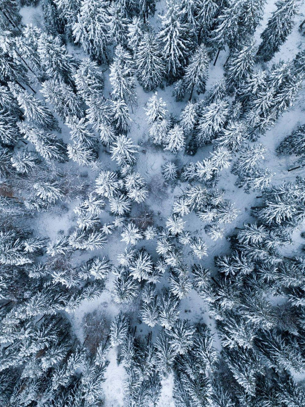iPad Pro Tanawin Mula sa Itaas ng Kagubatan na Niyebe Wallpaper