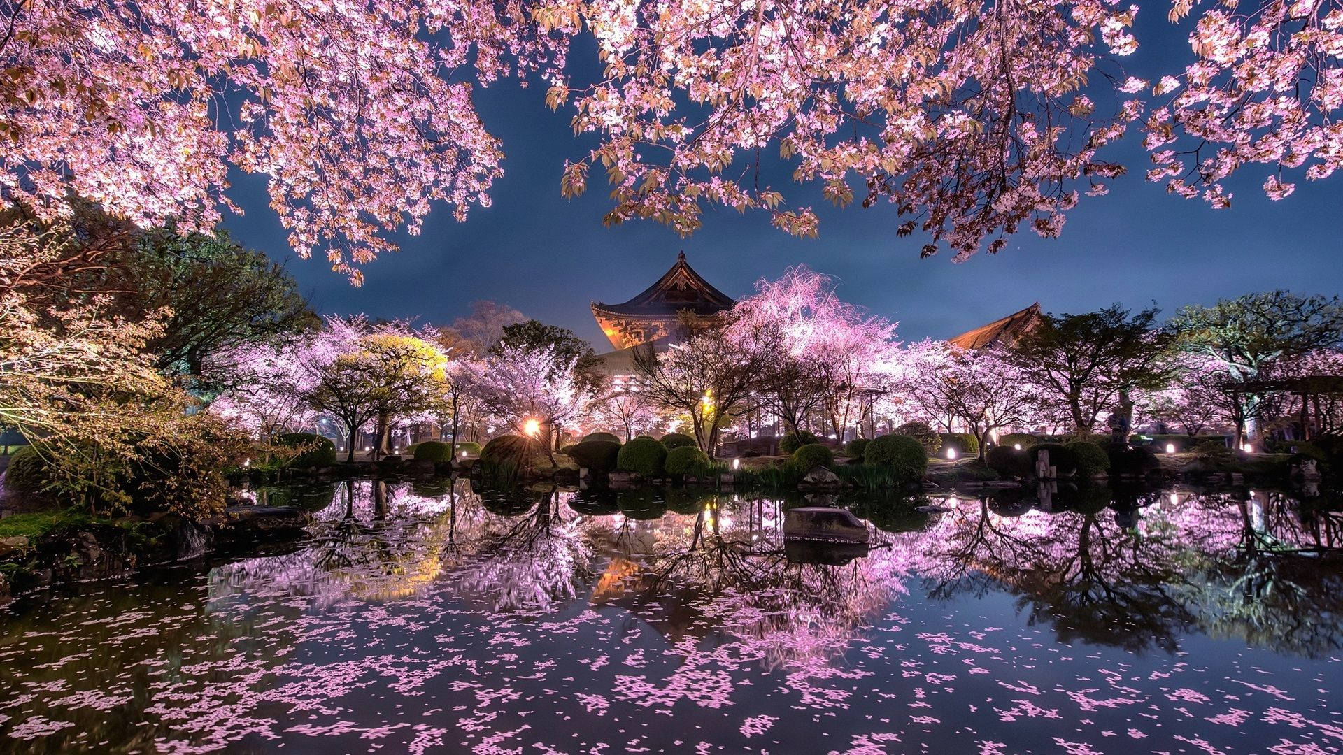 Ipagdiwang ang Ganda ng Cherry Blossom ng Japan Wallpaper