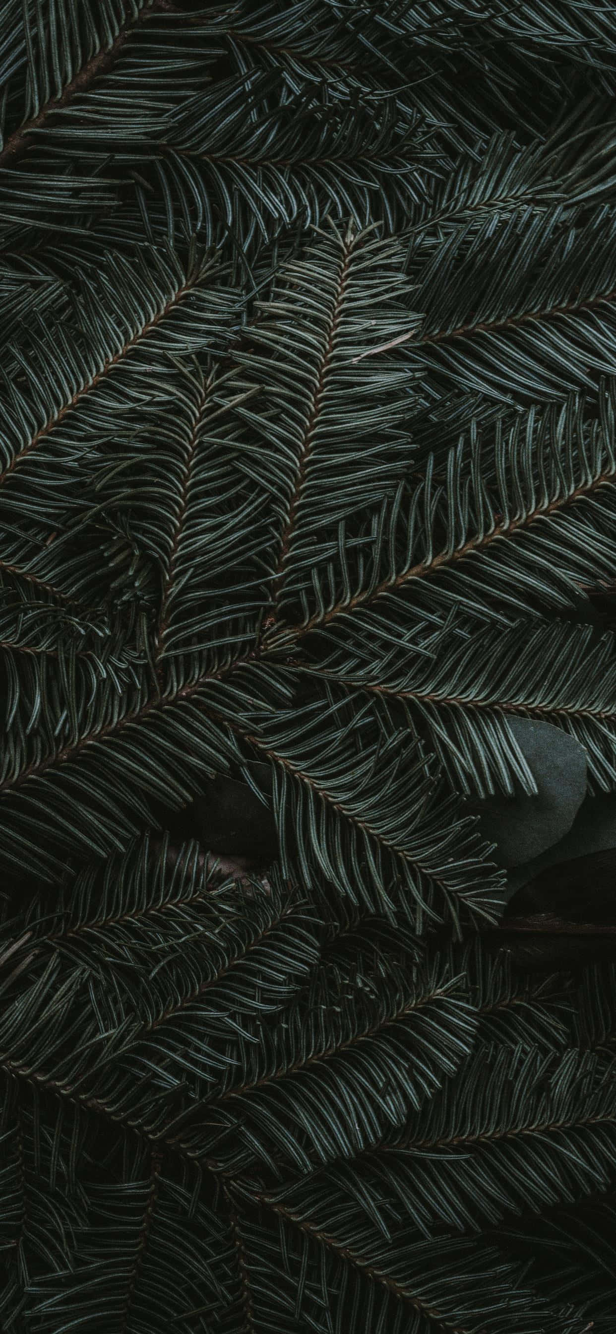 iPhone 11 Berdeng Dahon ng Pino Wallpaper