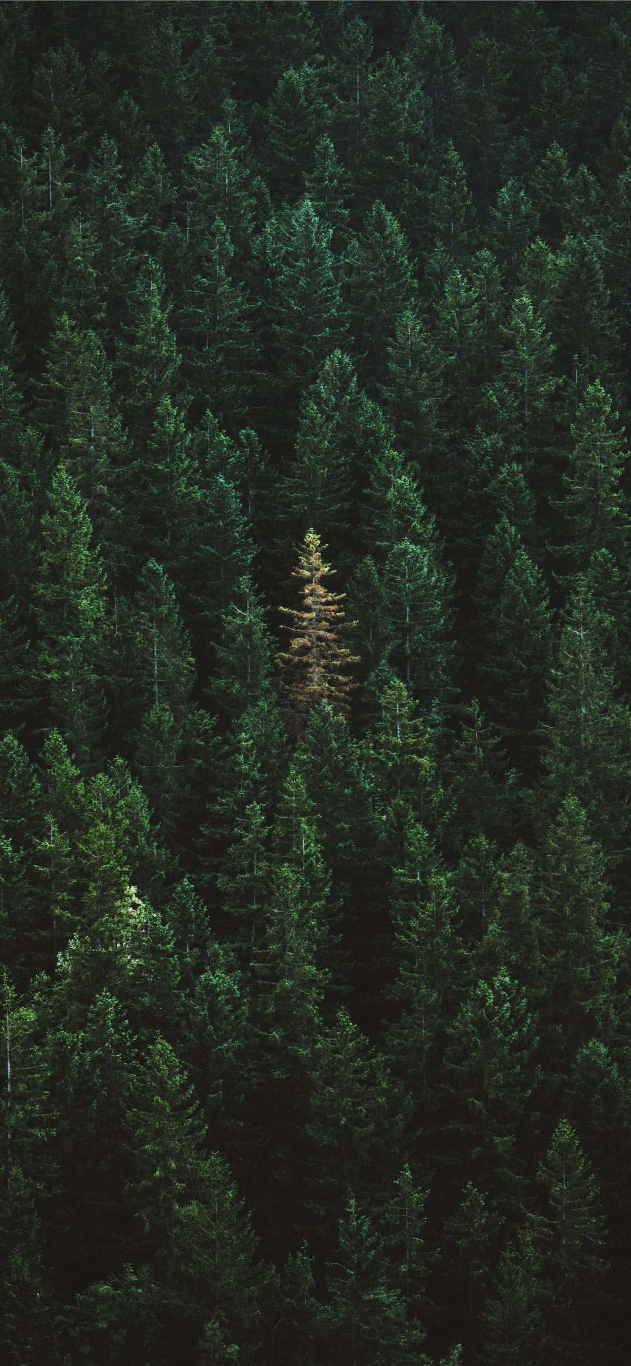 iPhone 11 Green Forest Trees Wallpaper
