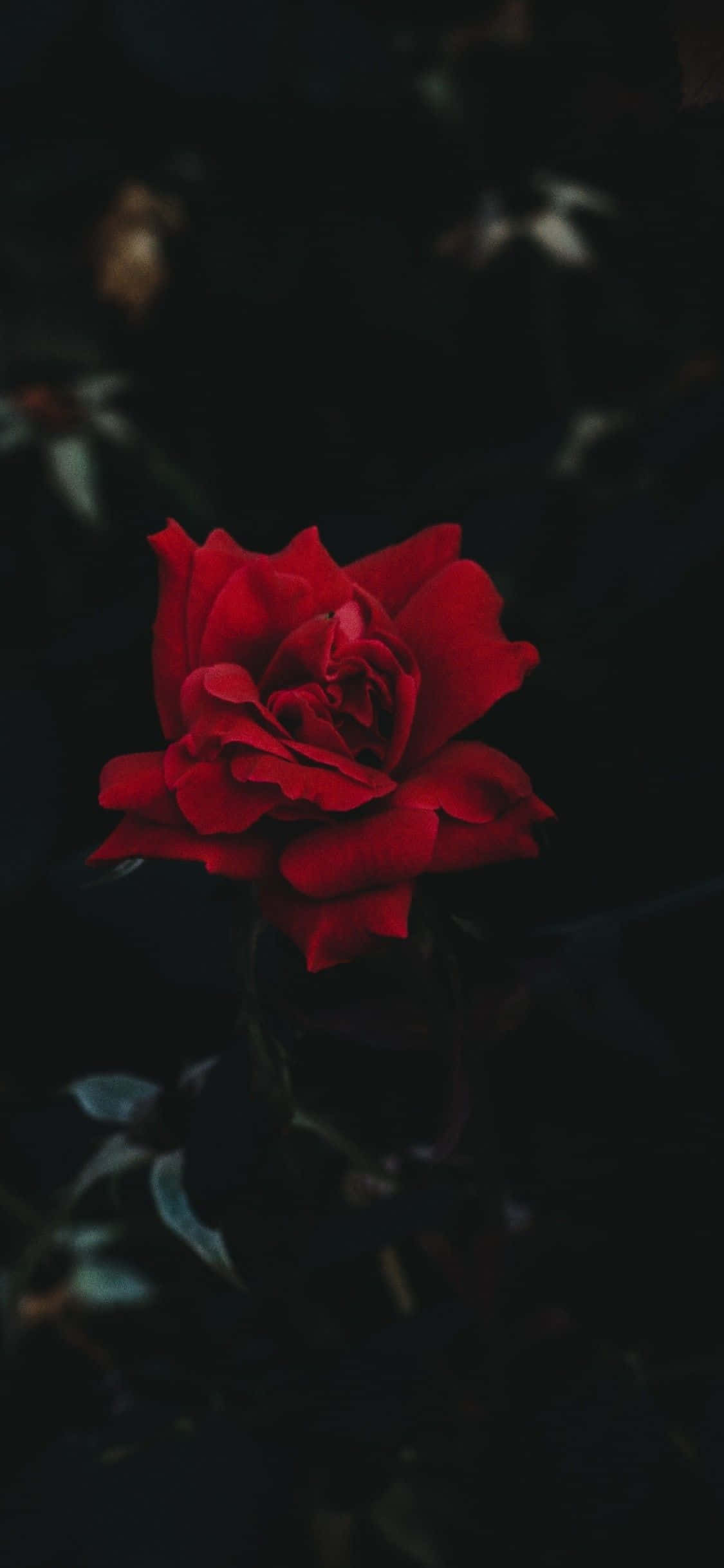 iPhone 11 Red Rose Wallpaper